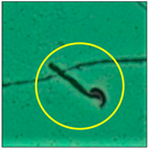 Toxics 11 00418 i014