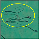 Toxics 11 00418 i015