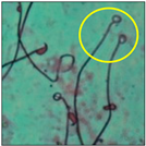 Toxics 11 00418 i017