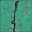 Toxics 11 00418 i018