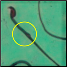 Toxics 11 00418 i020