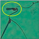 Toxics 11 00418 i022