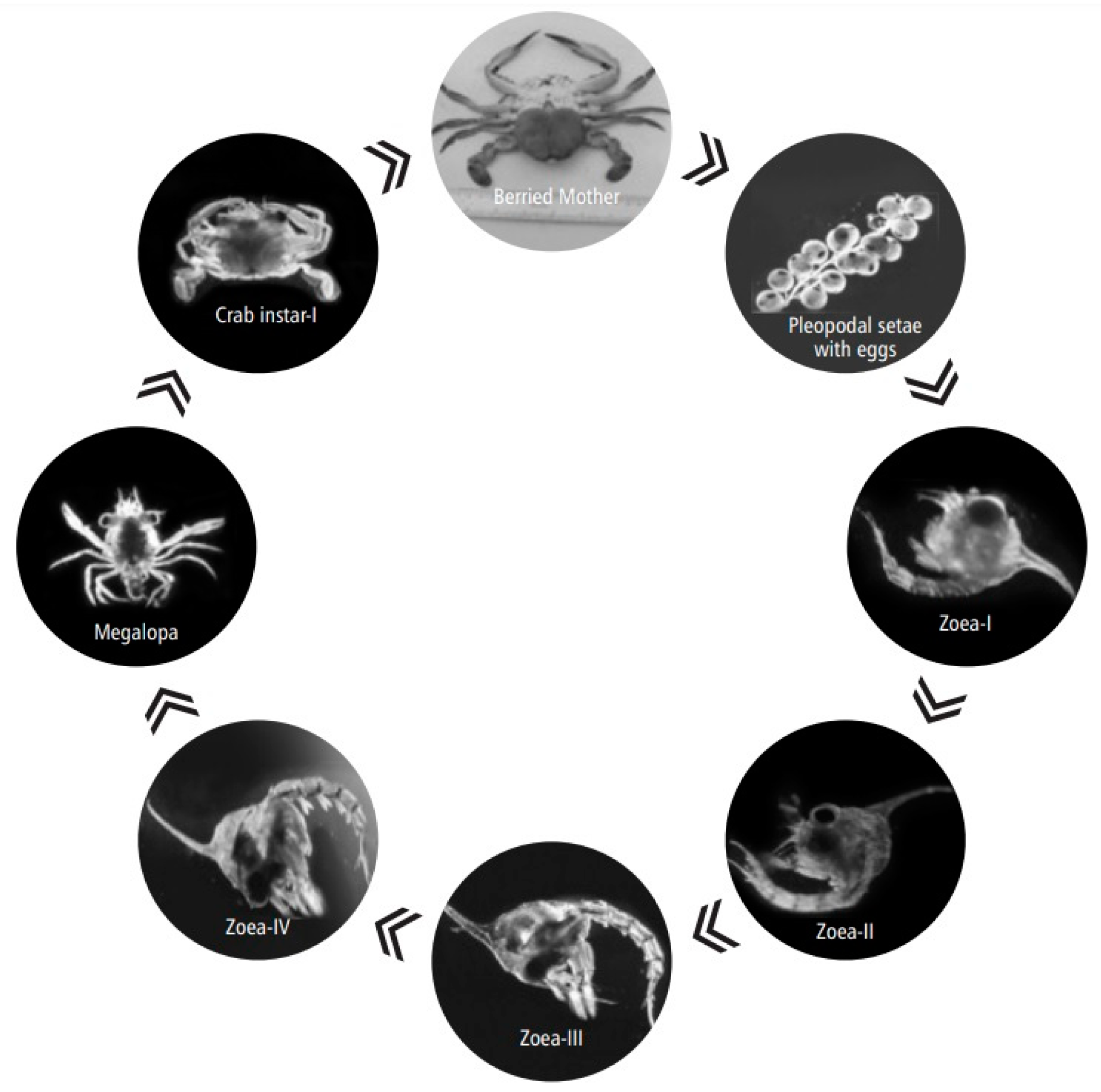 Toxics 11 00426 g005