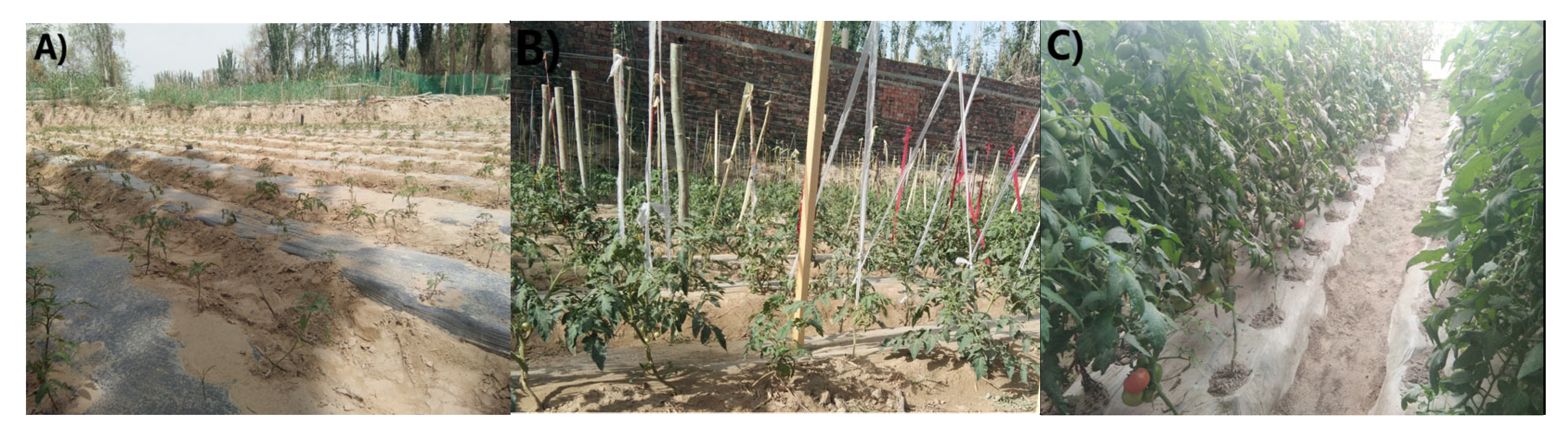 Toxics 11 00467 g001