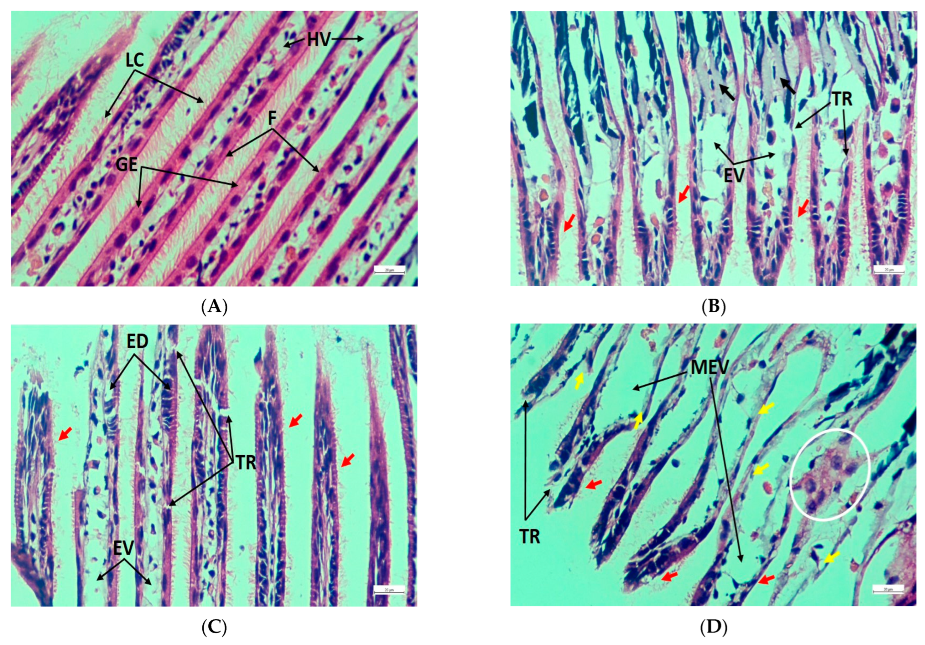 Toxics 11 00475 g004