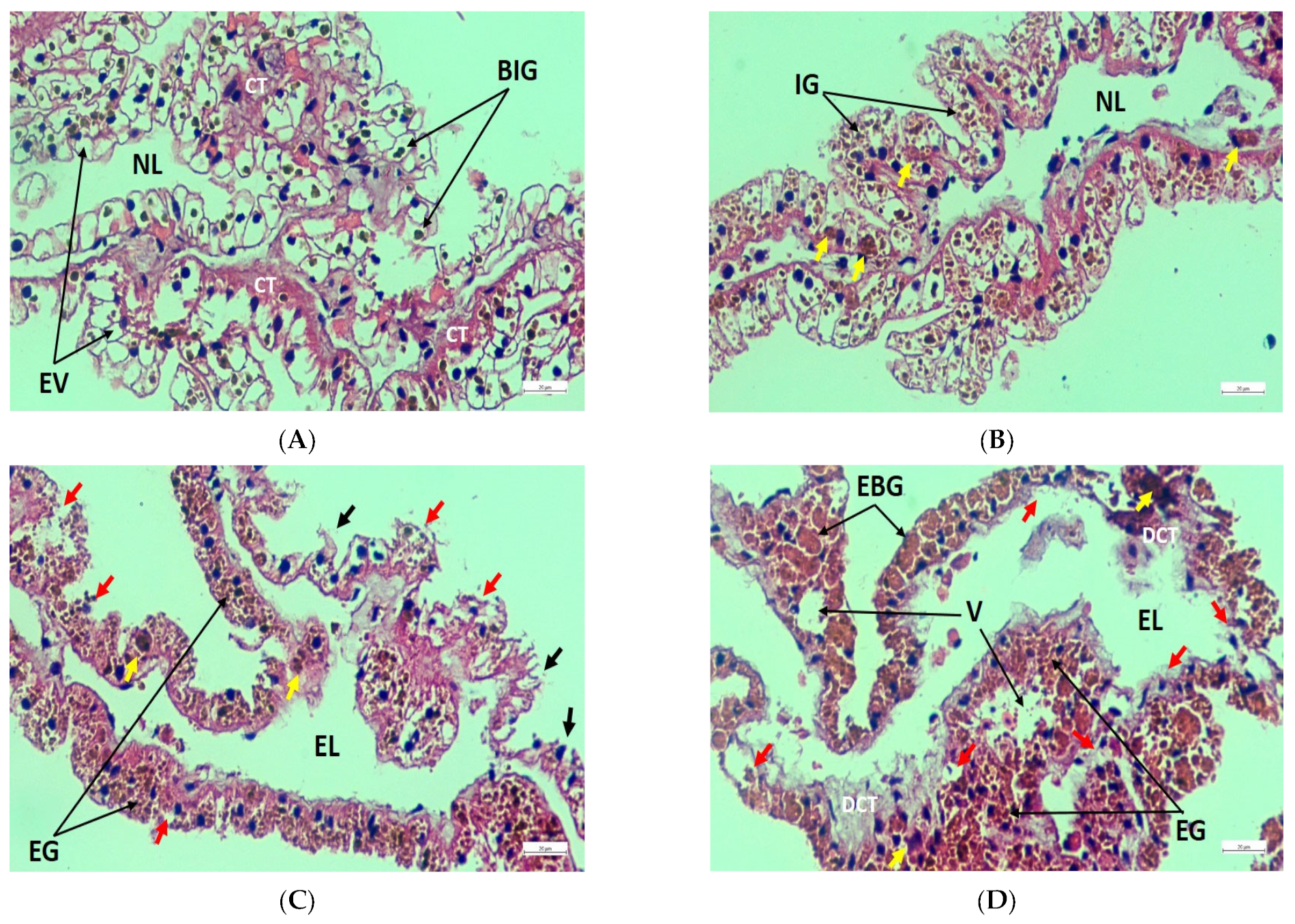 Toxics 11 00475 g005