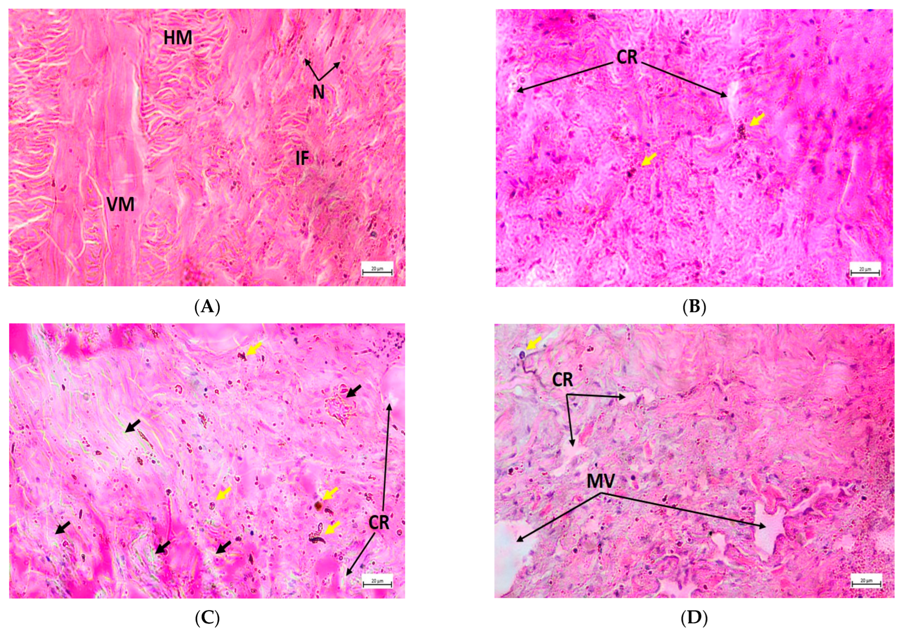 Toxics 11 00475 g006