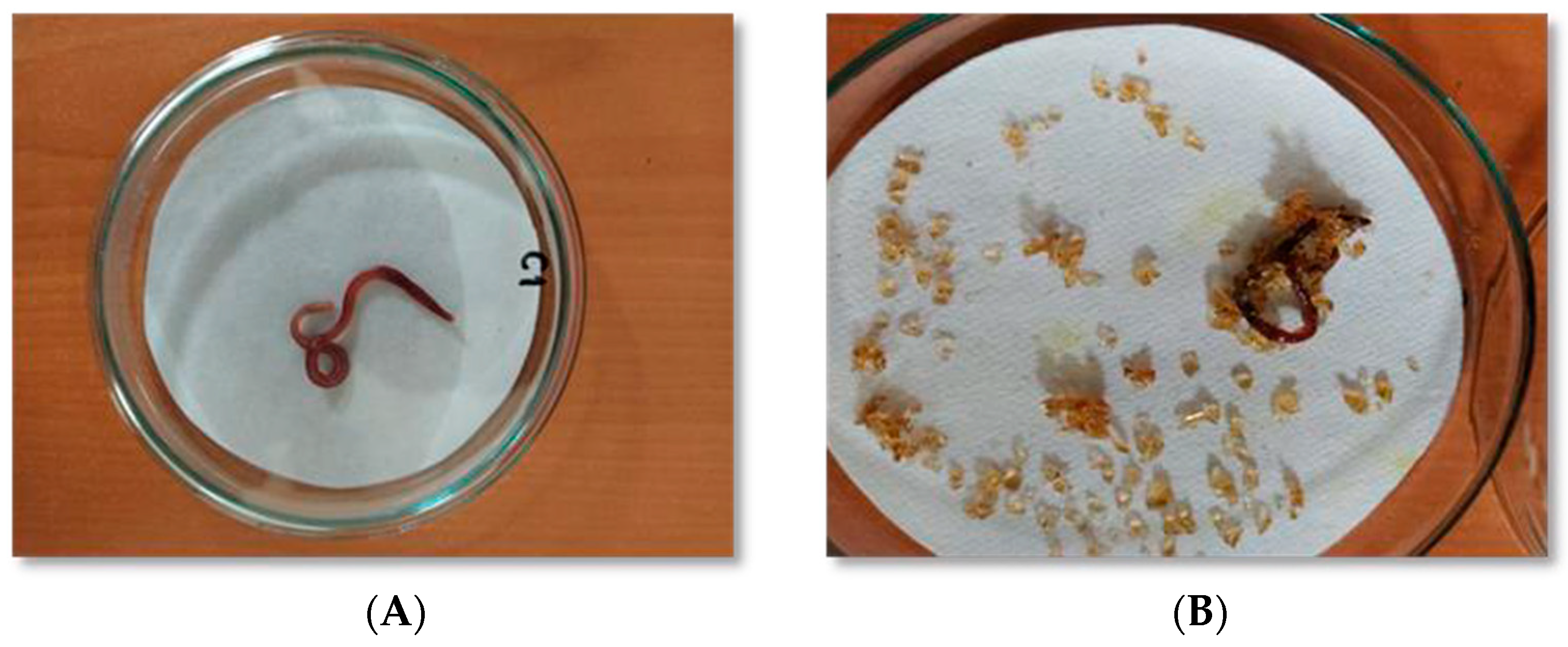 Toxics 11 00476 g006