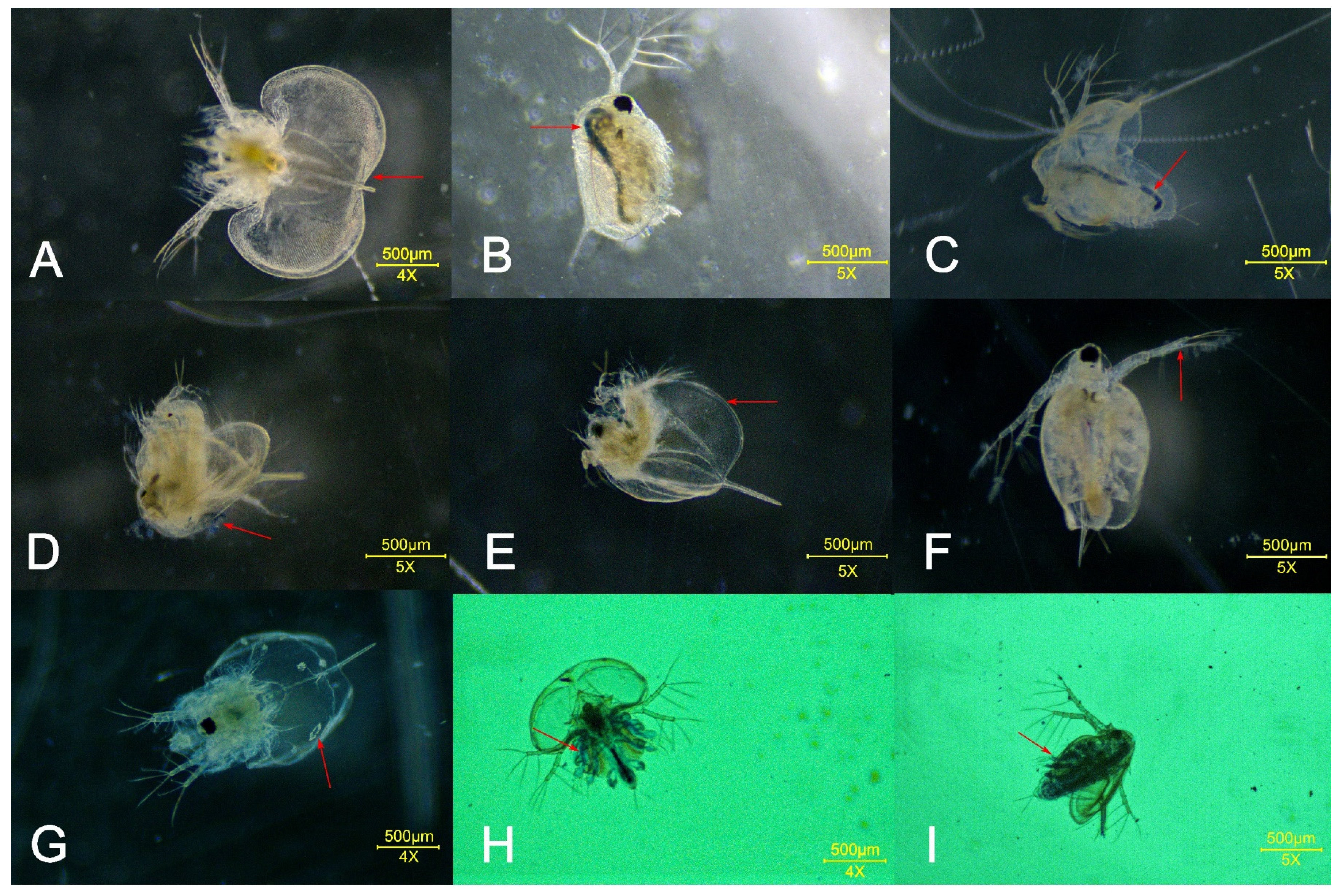 Toxics 11 00594 g003