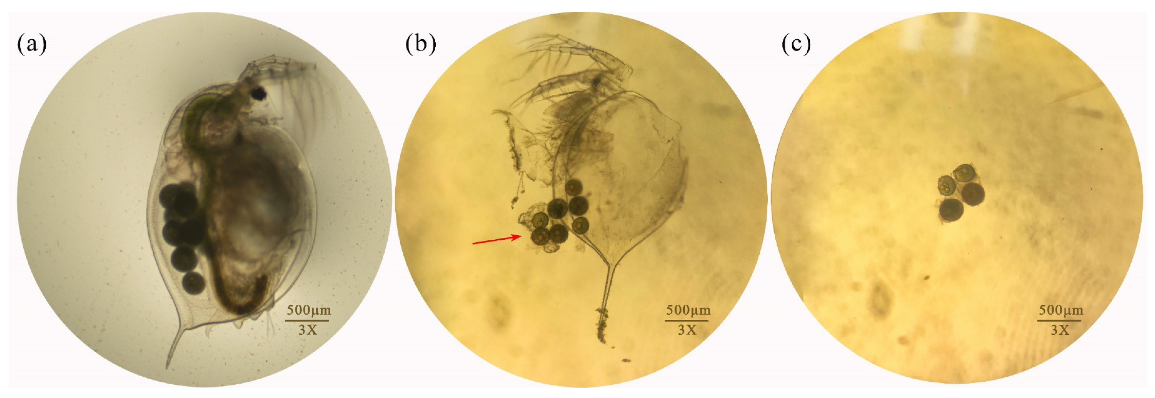 Toxics 11 00594 g009