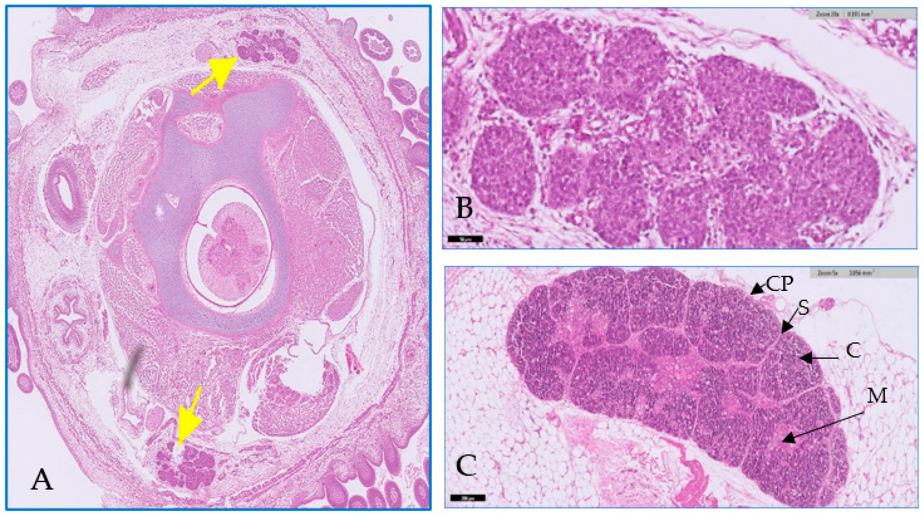 Toxics 11 00625 g001