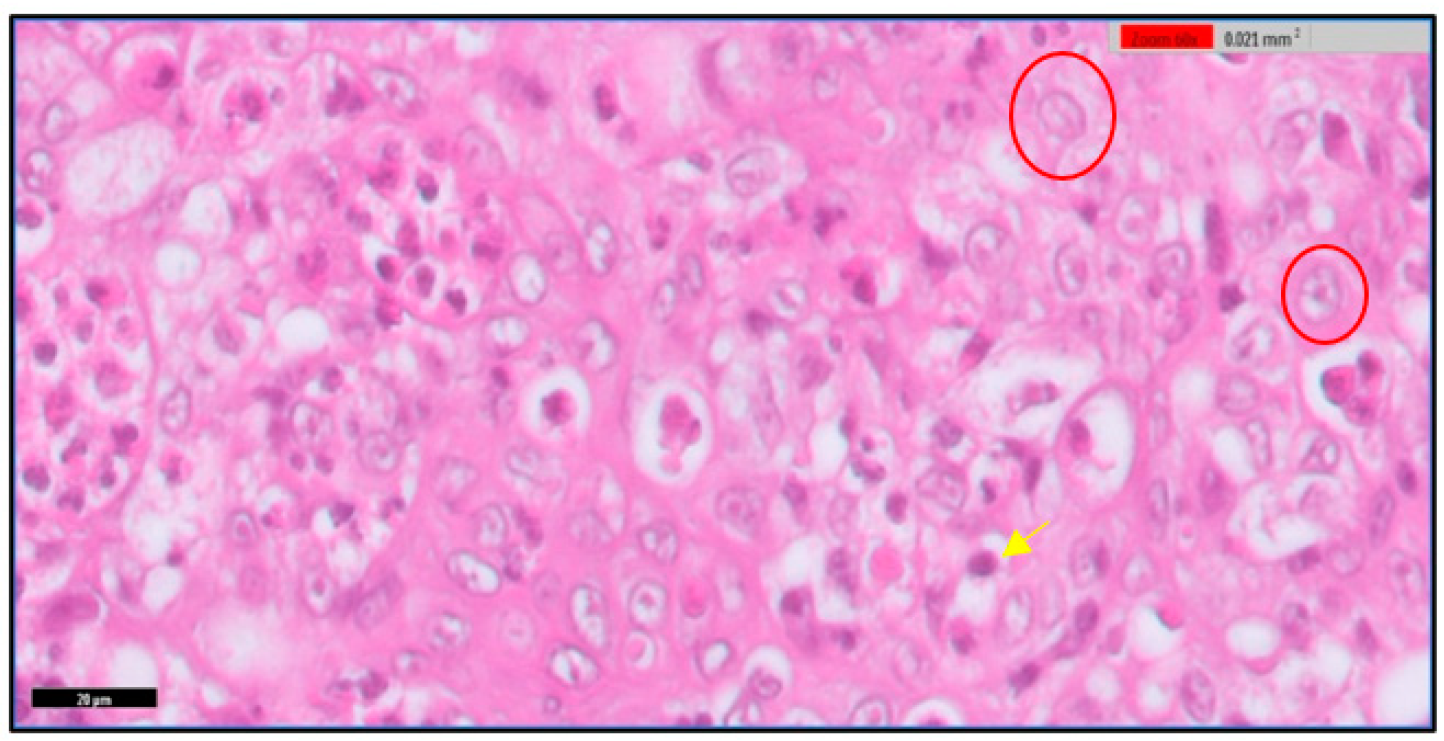 Toxics 11 00625 g003