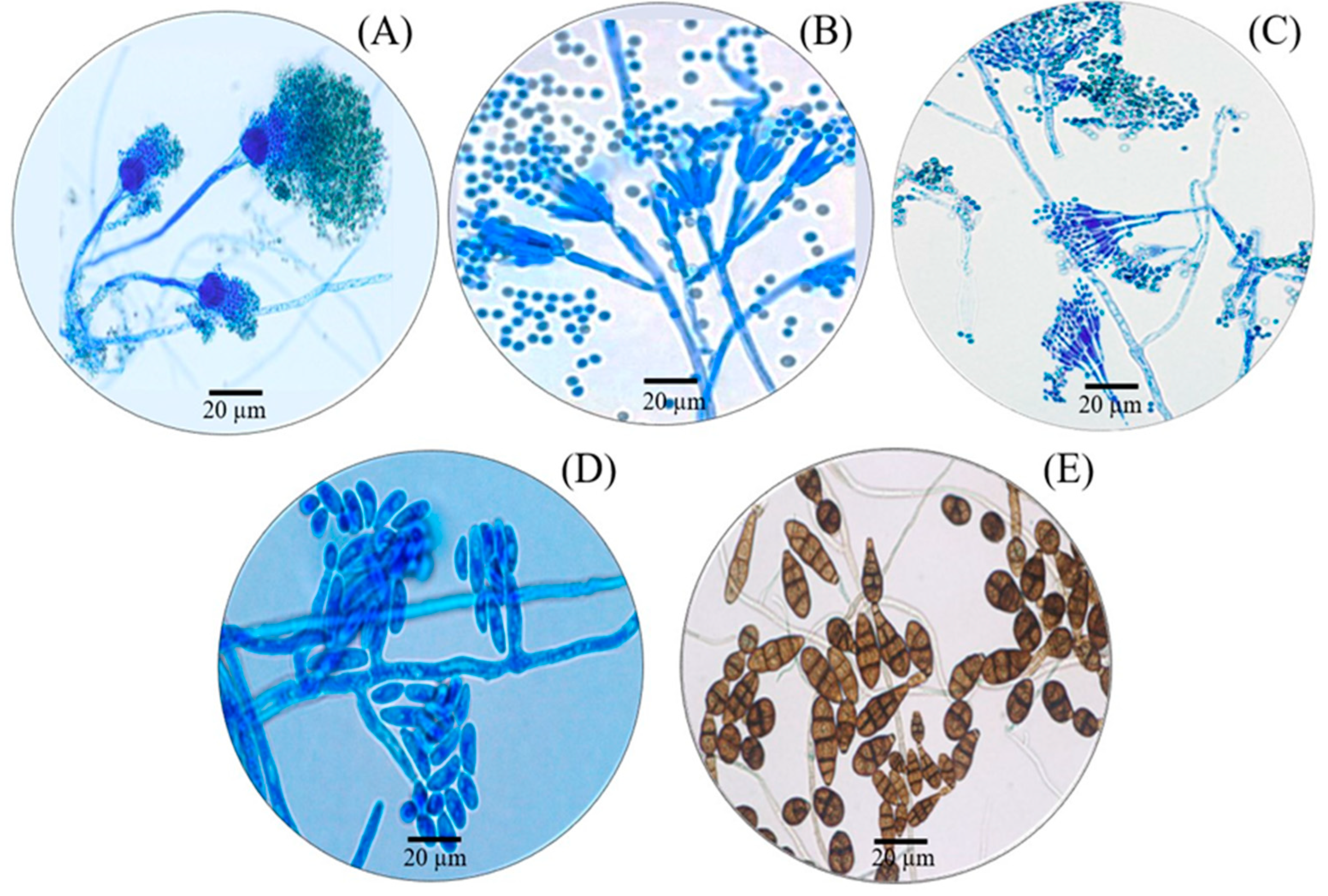 Toxics 11 00762 g003