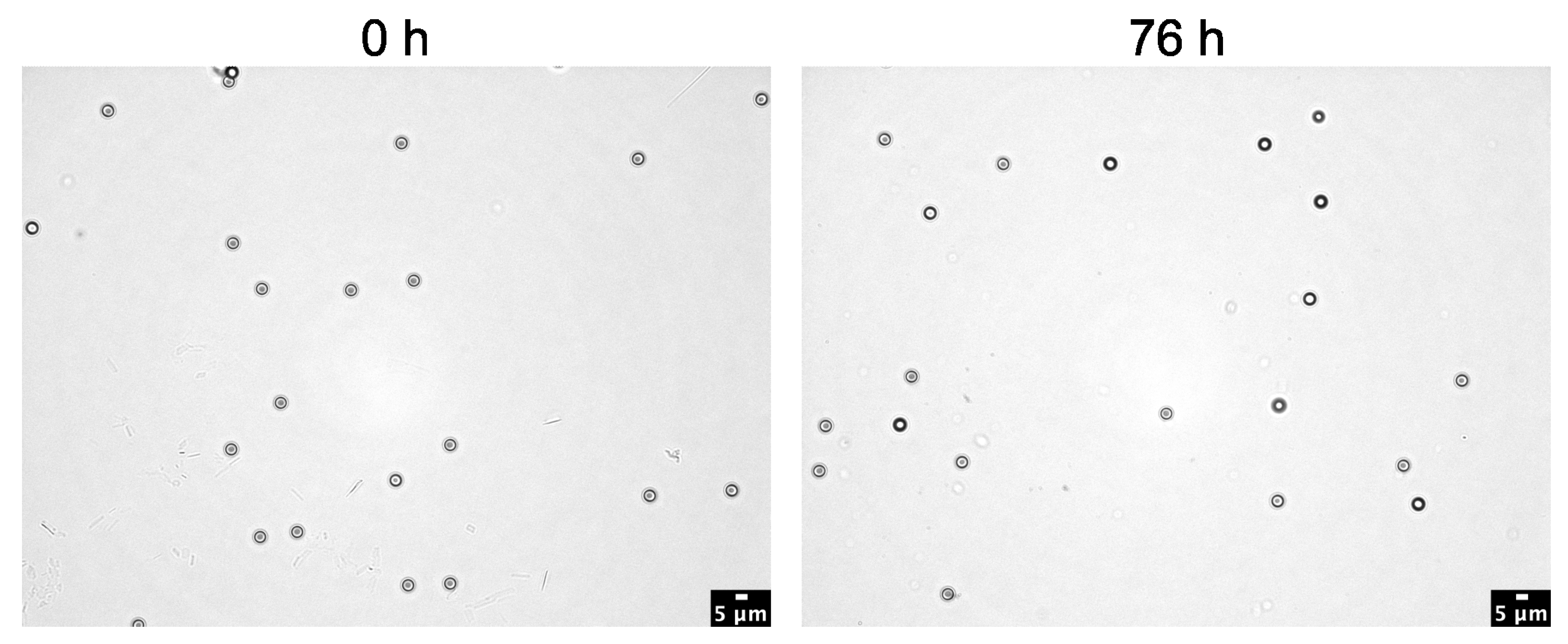 Toxics 11 00790 g009