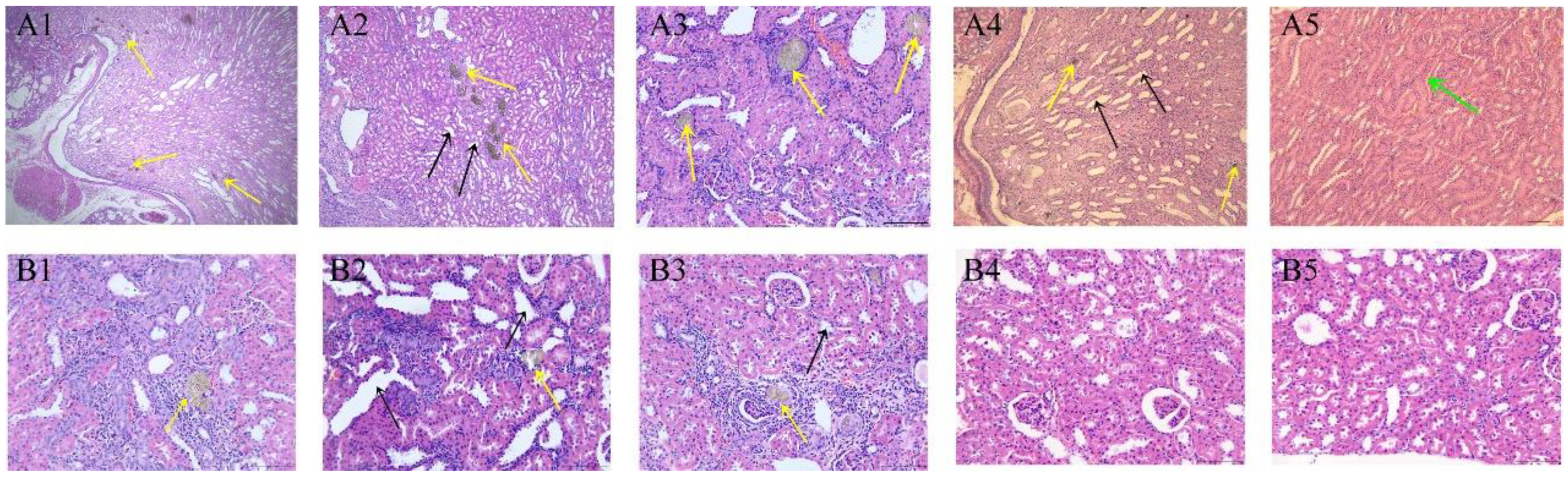 Toxics 11 00799 g005