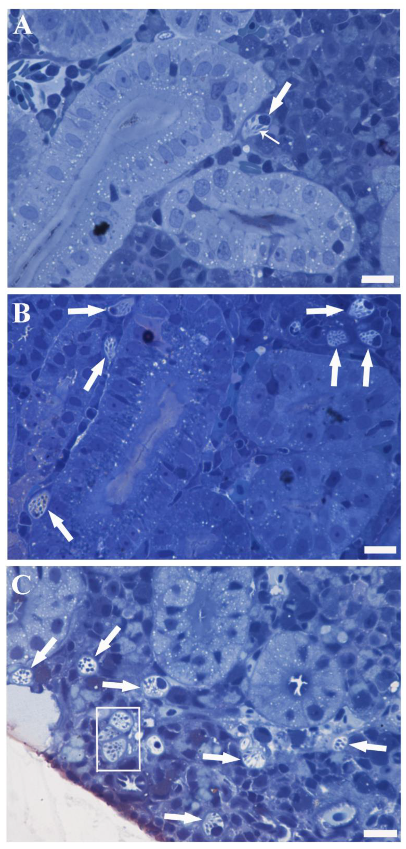 Toxics 11 00831 g001