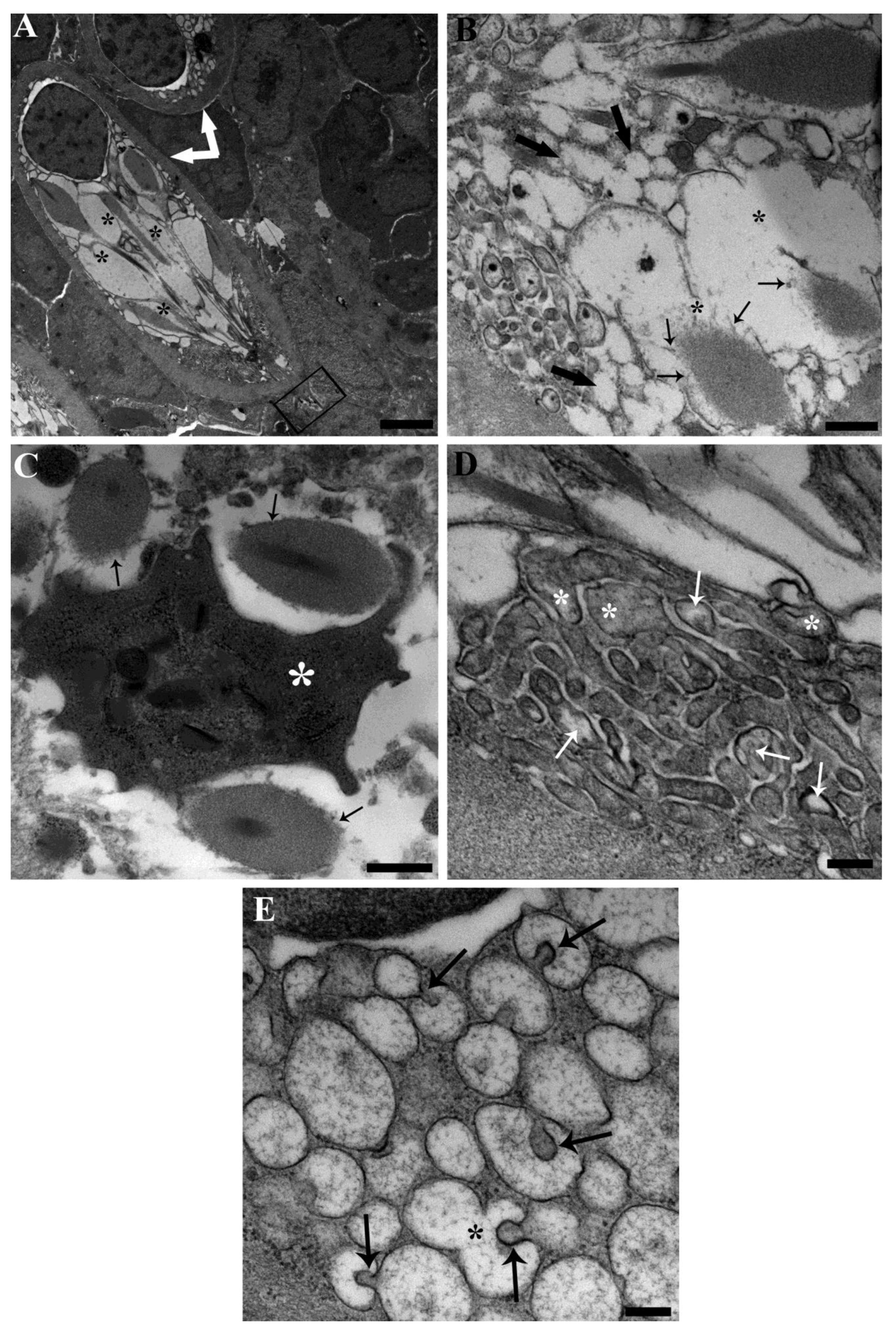 Toxics 11 00831 g005