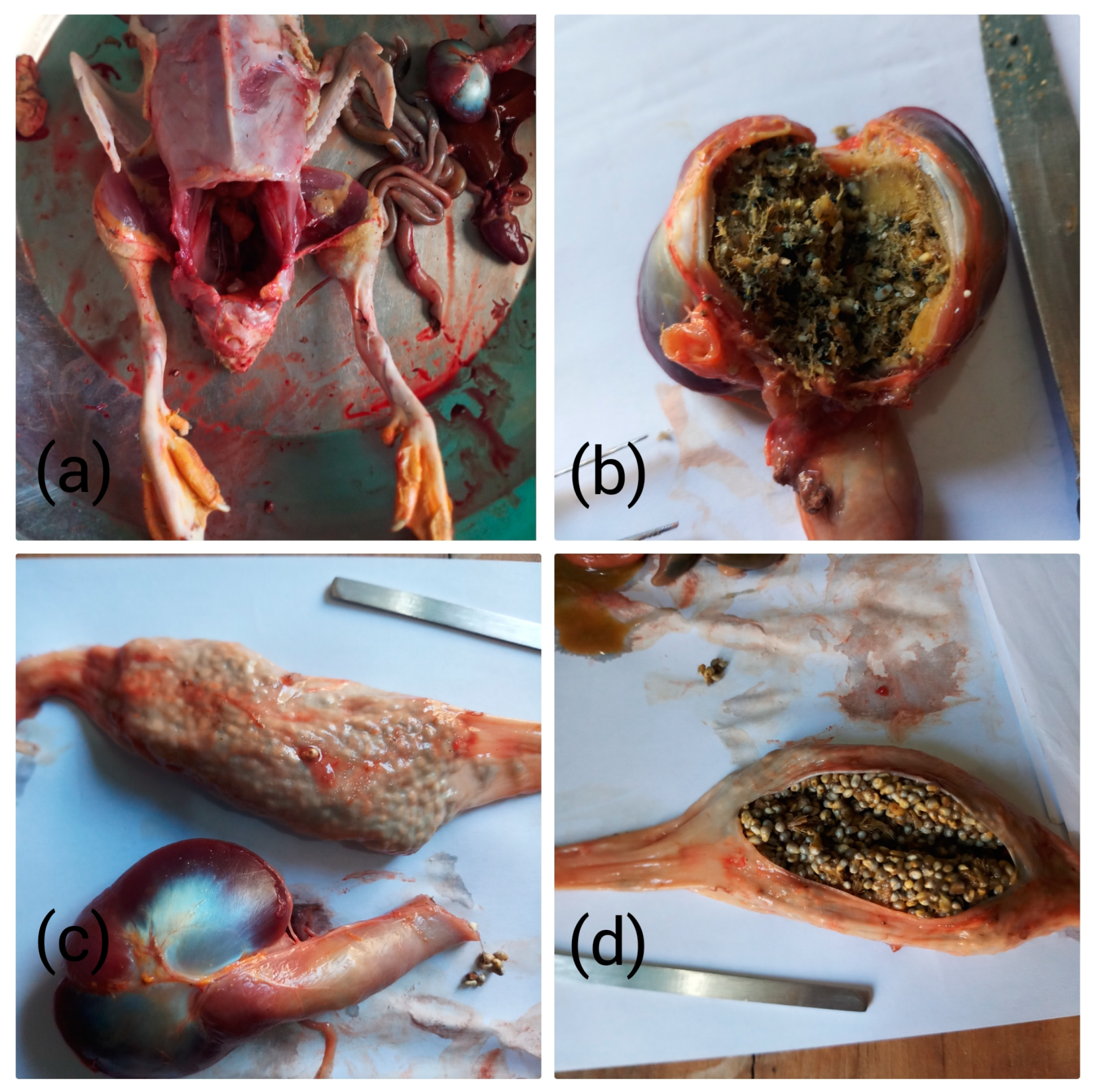 Toxics 11 00972 g001