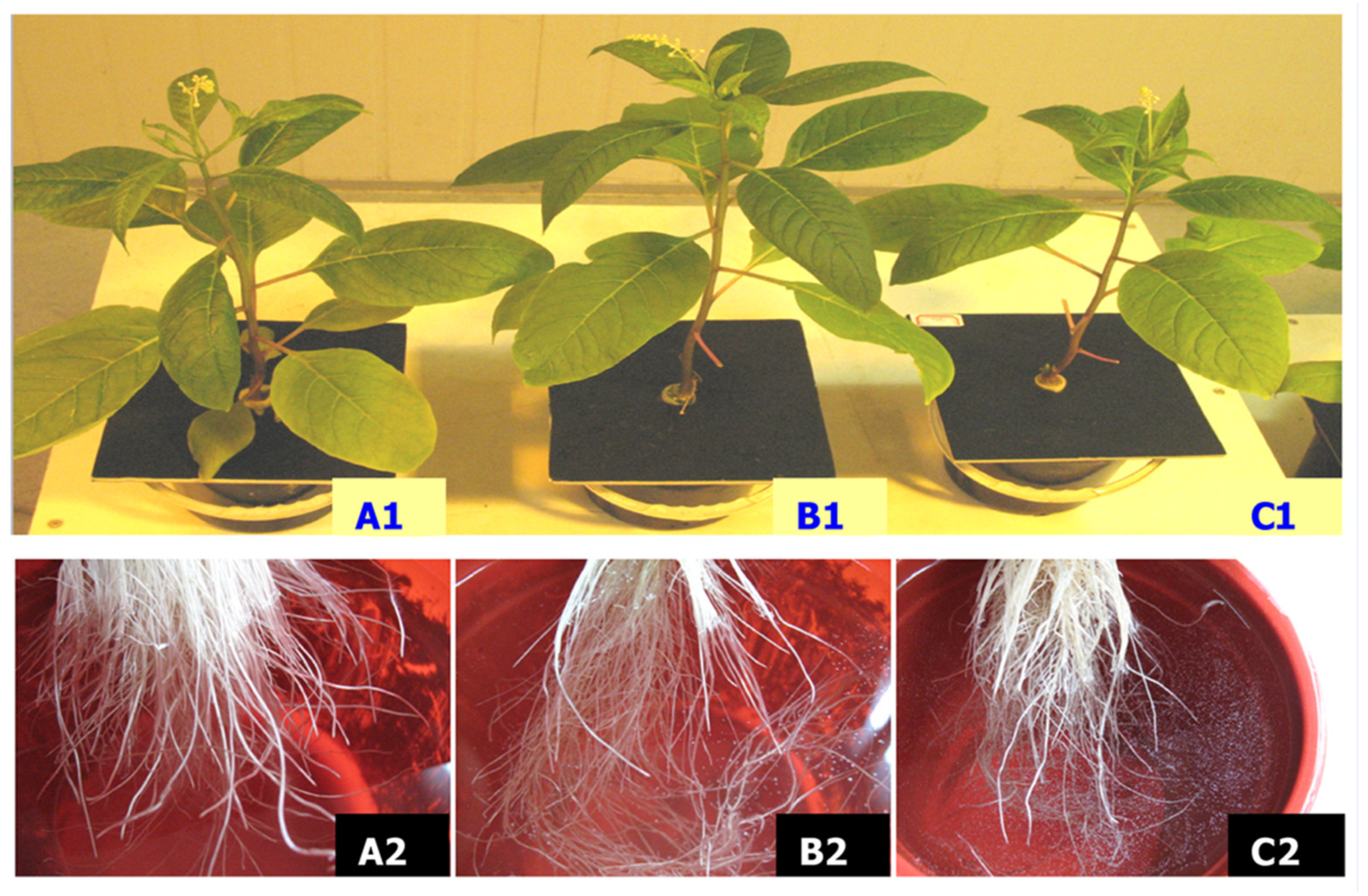 Toxics 11 00977 g001