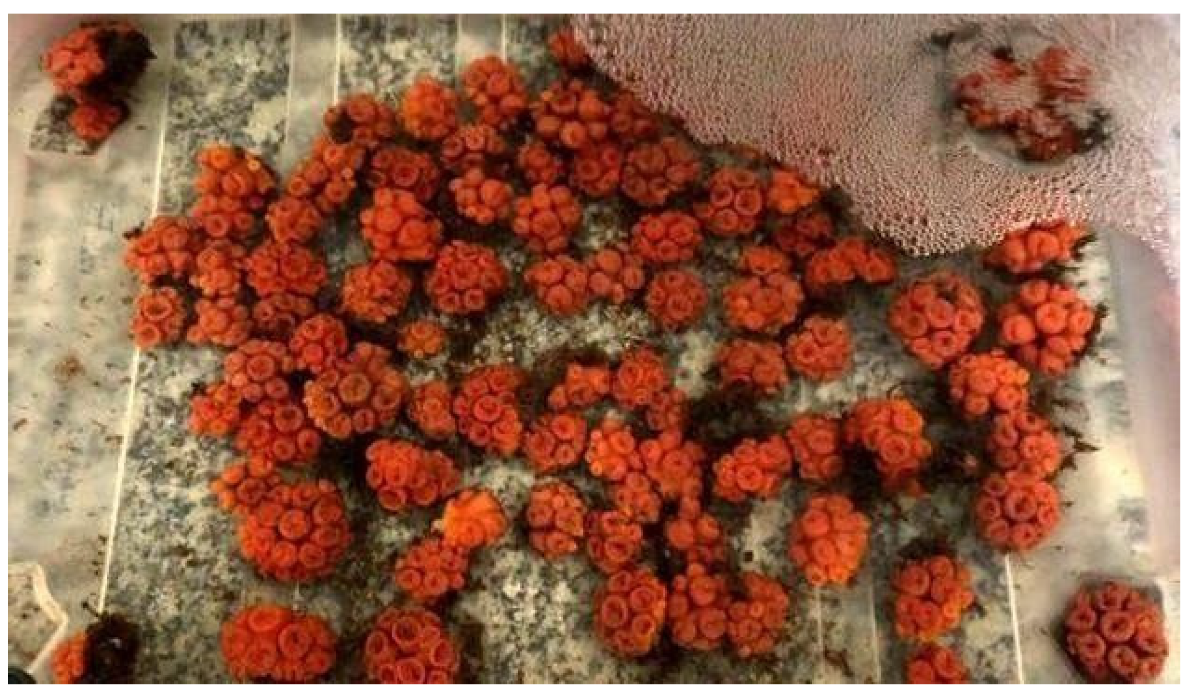 Toxics 12 00044 g001 Toxics 12 00044 g001