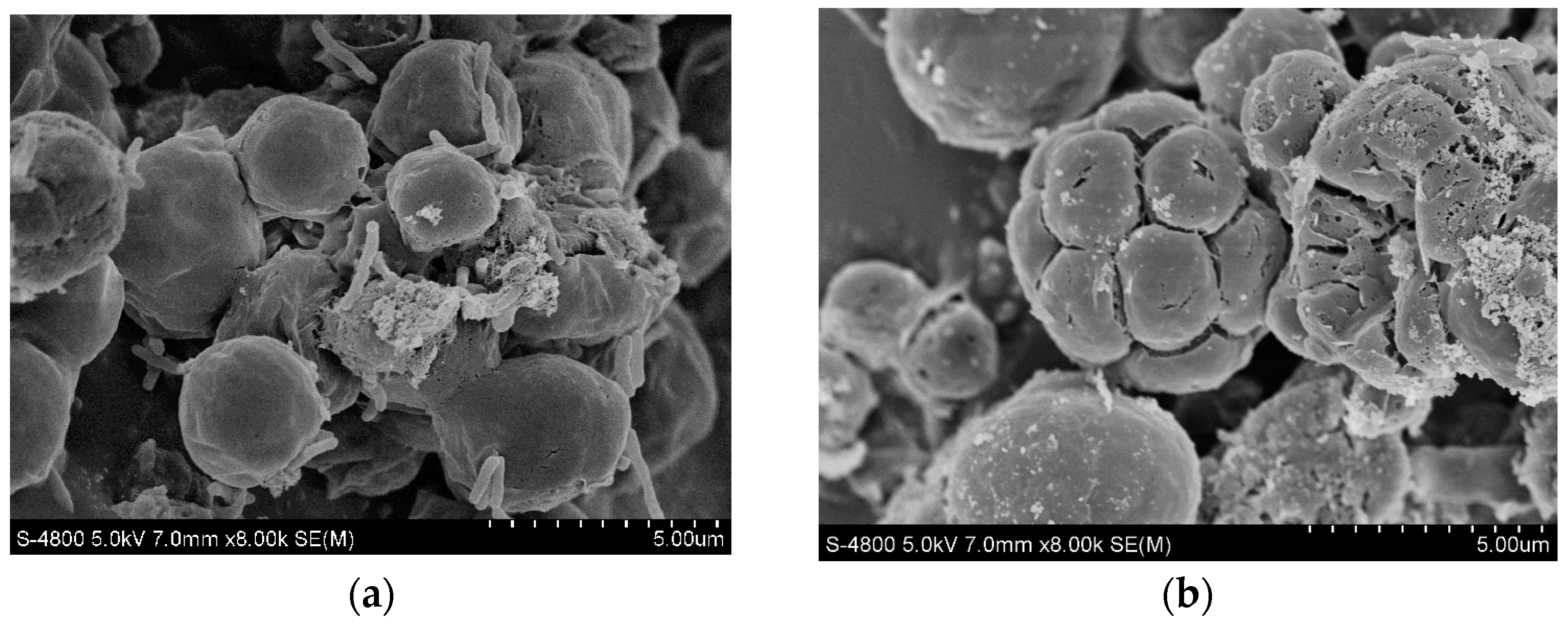 Toxics 12 00056 g005 Toxics 12 00056 g005