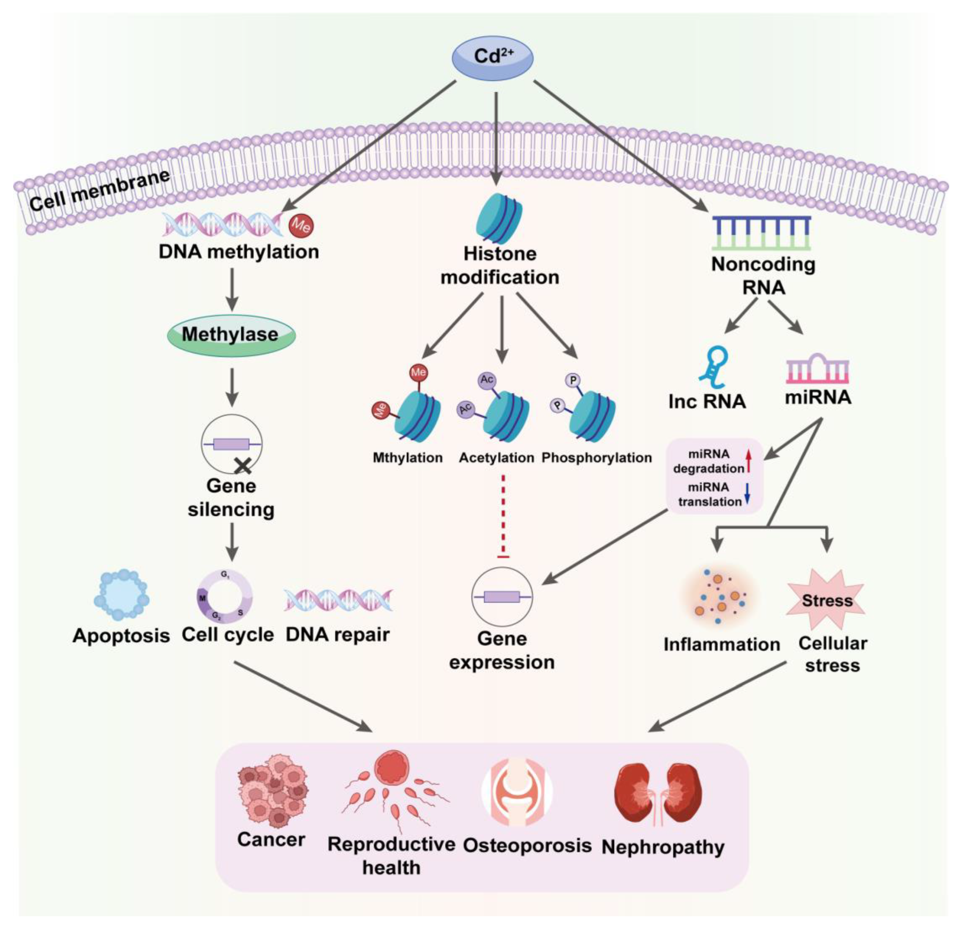 Toxics 12 00388 g004