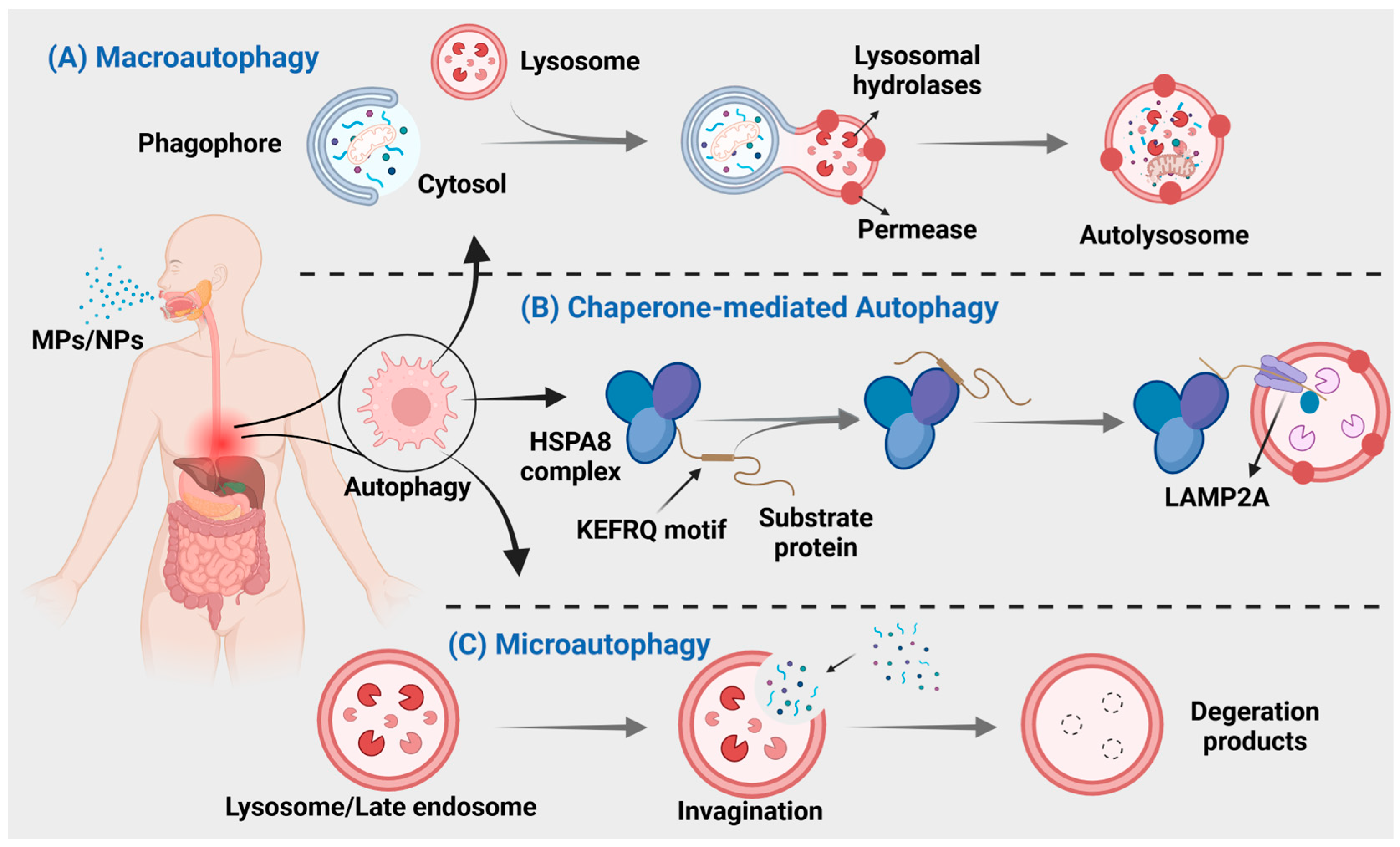 Toxics 12 00493 g003