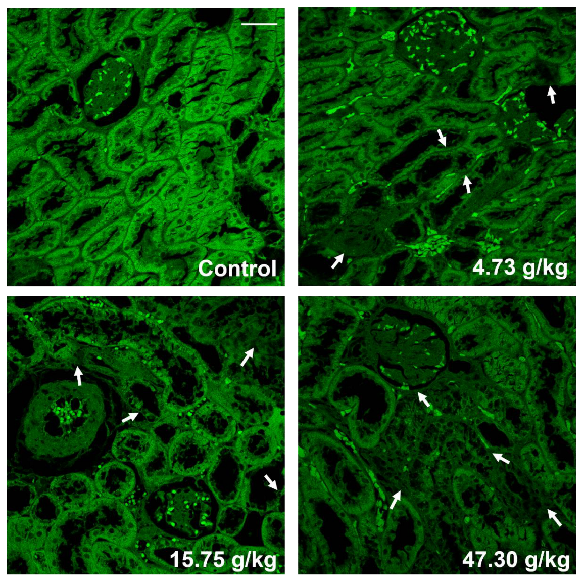 Toxics 12 00556 g011
