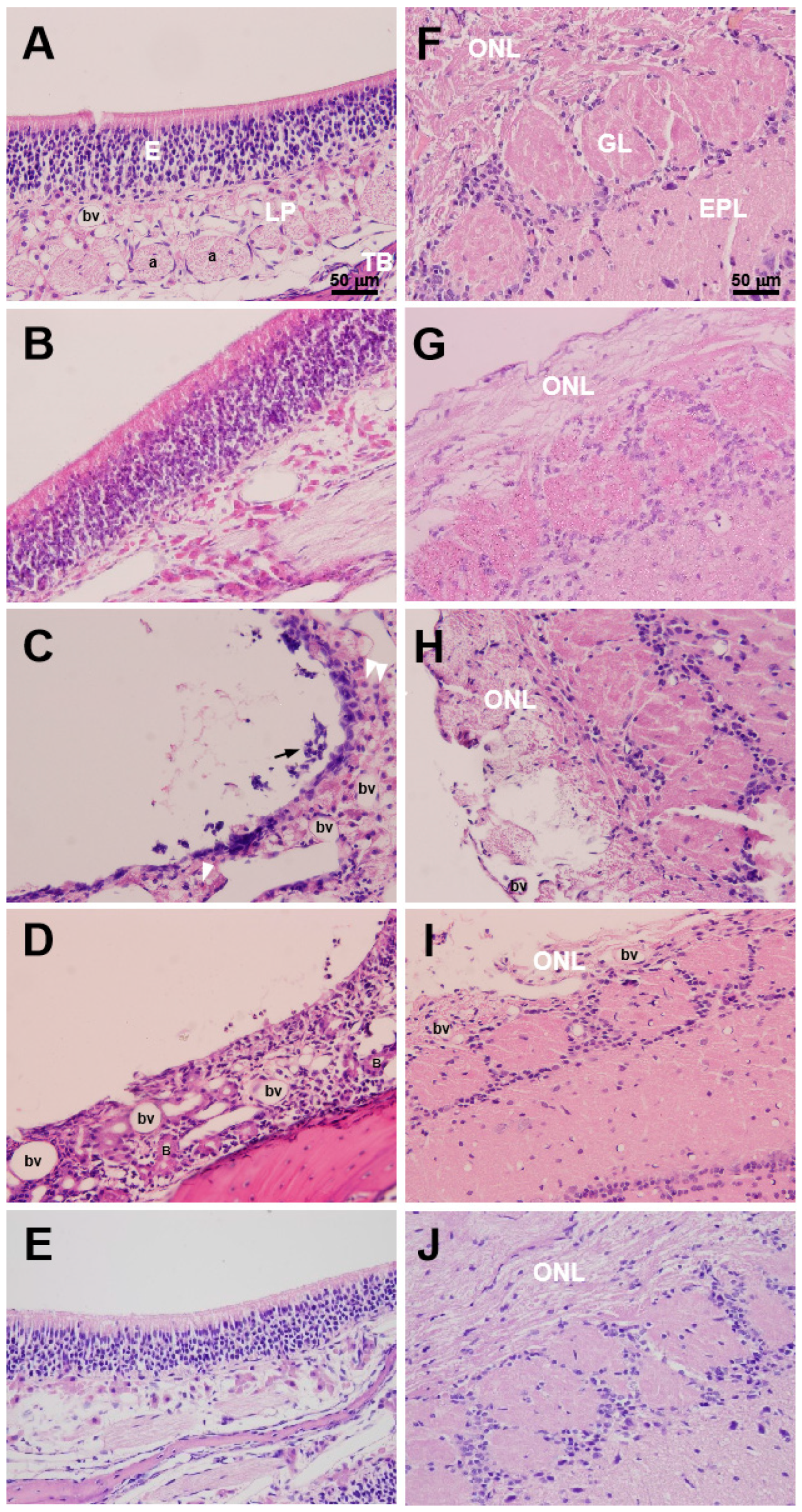 Toxics 12 00724 g006