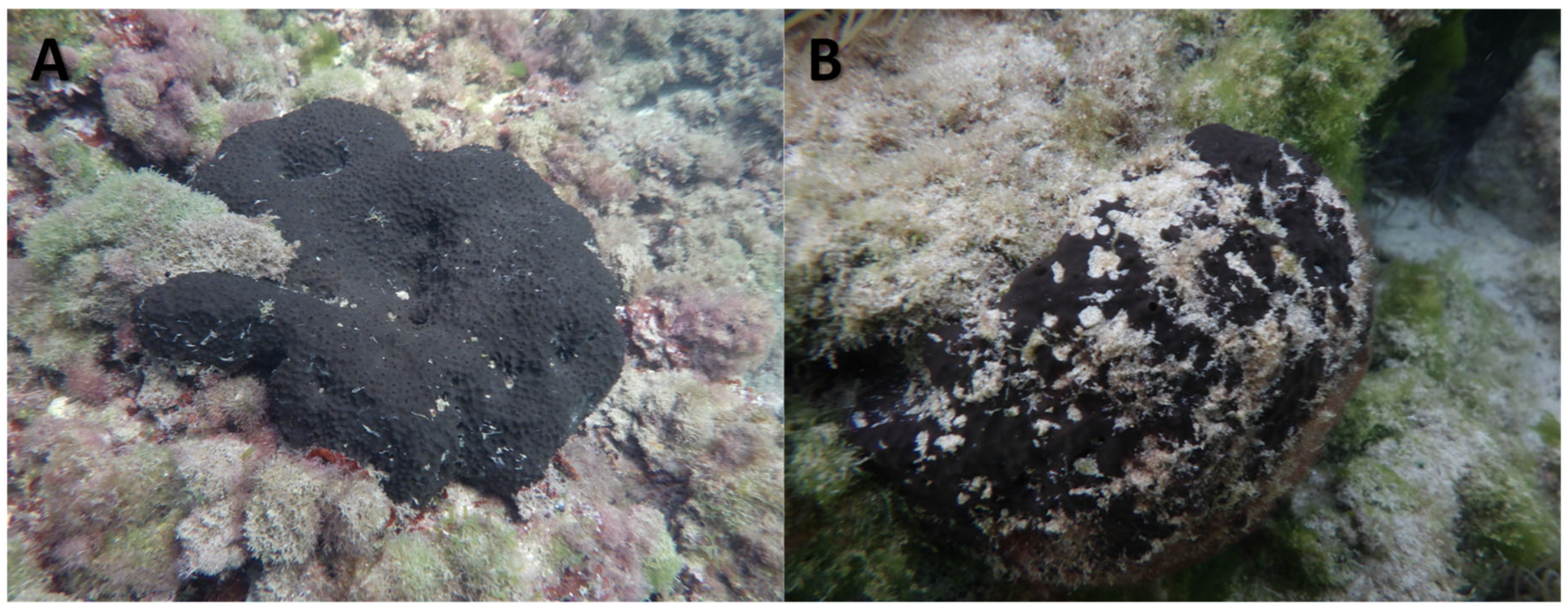 Toxics 13 00066 g001