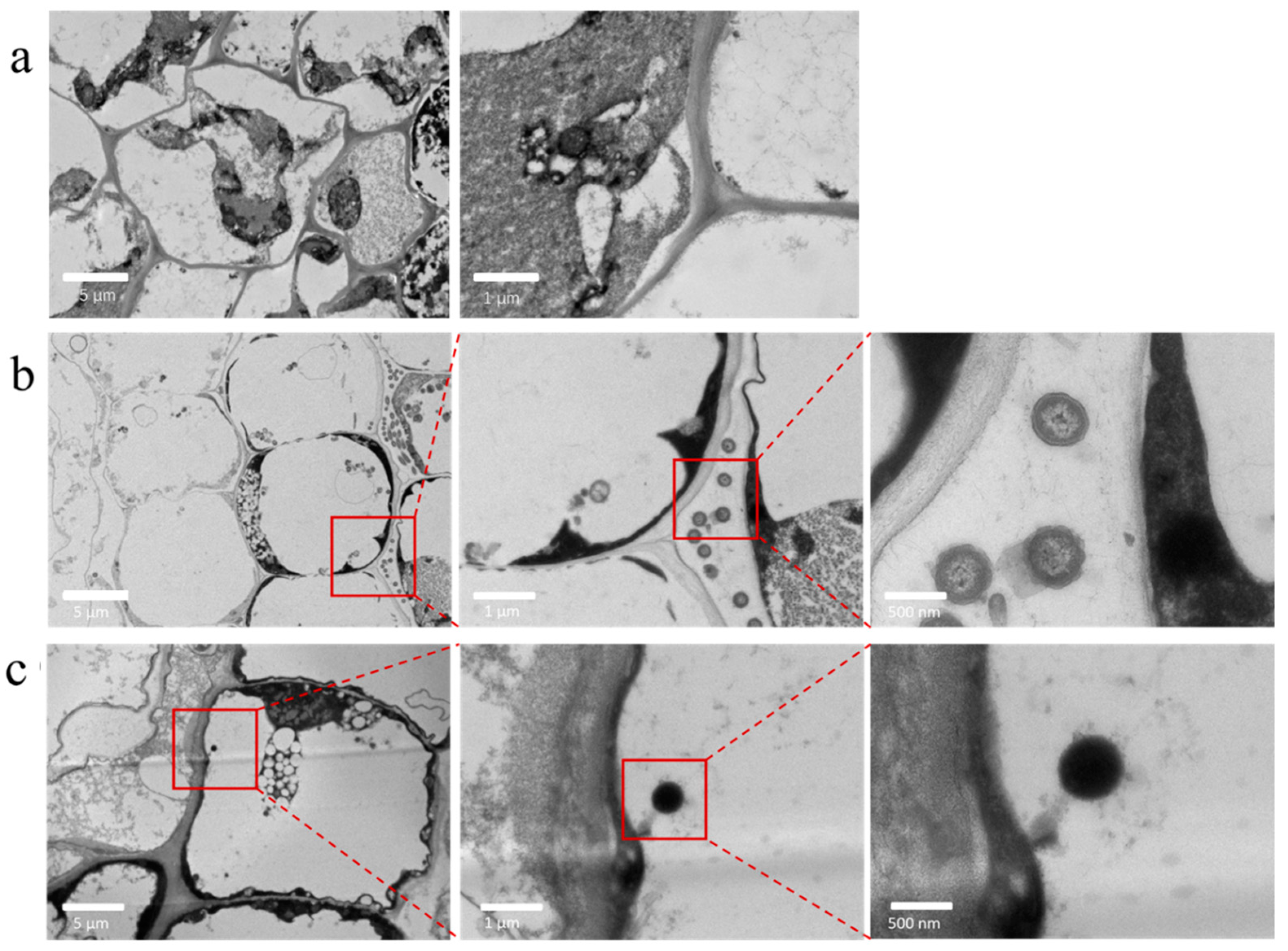 Toxics 13 00086 g002