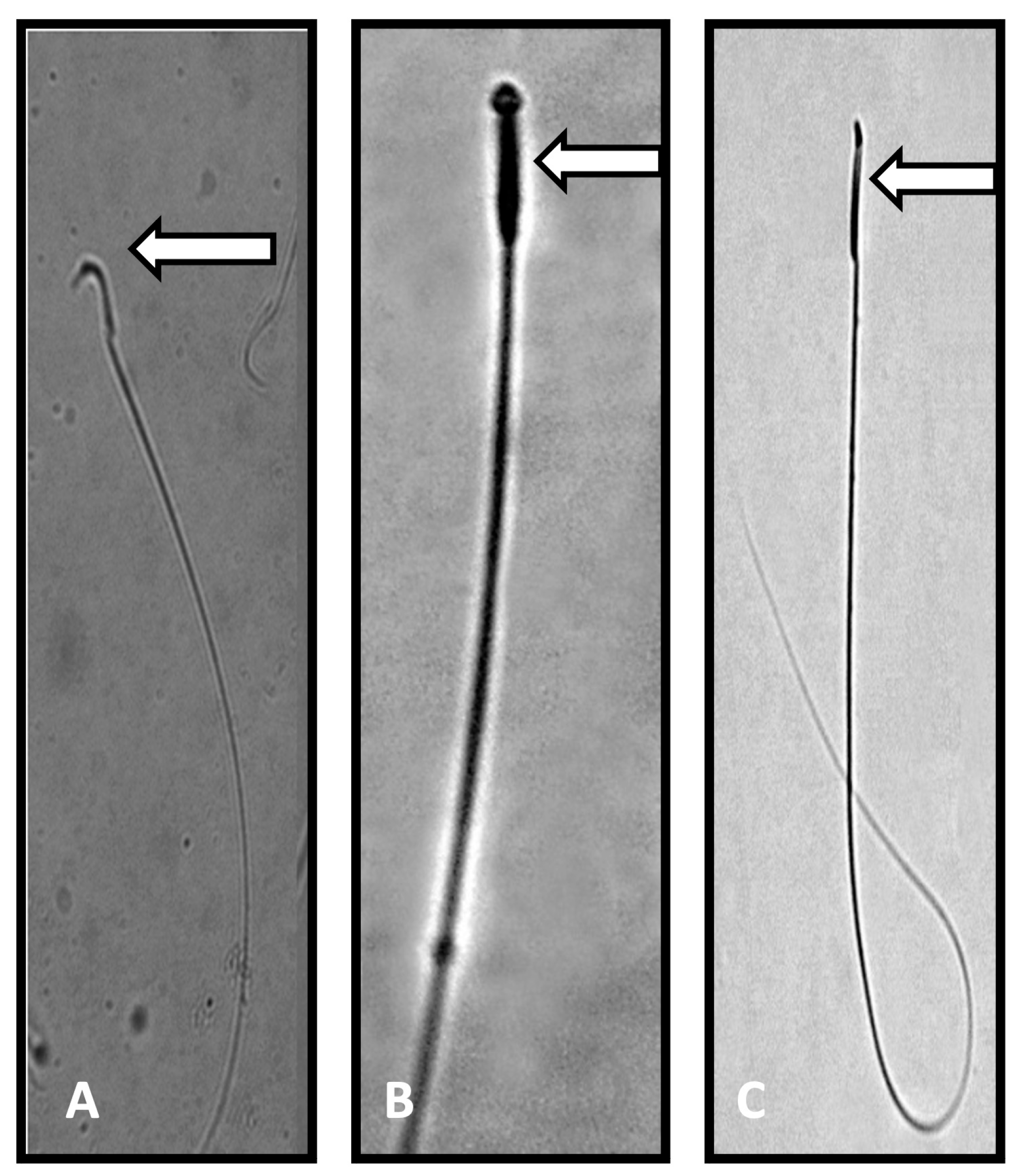 Toxics 13 00111 g001