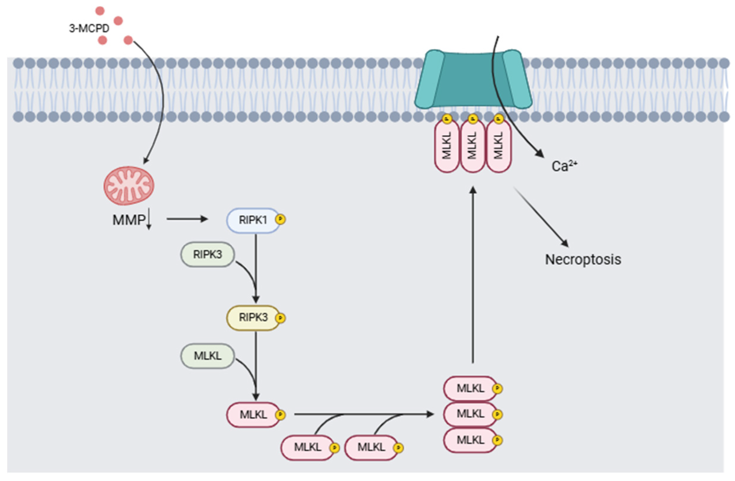 Toxics 13 00161 g007