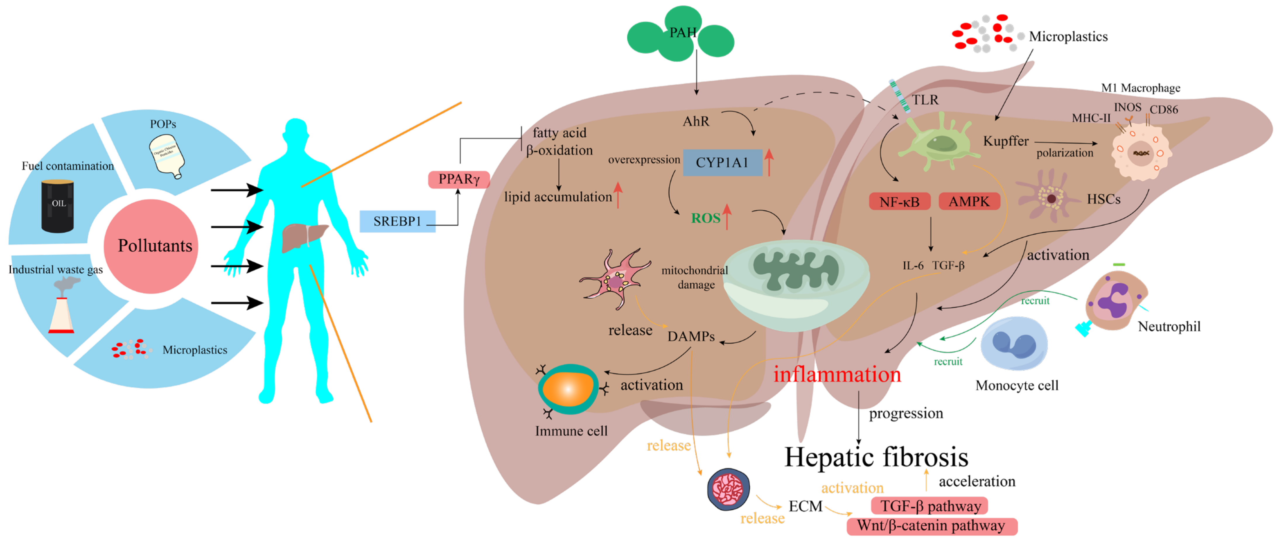 Toxics 13 00163 g002