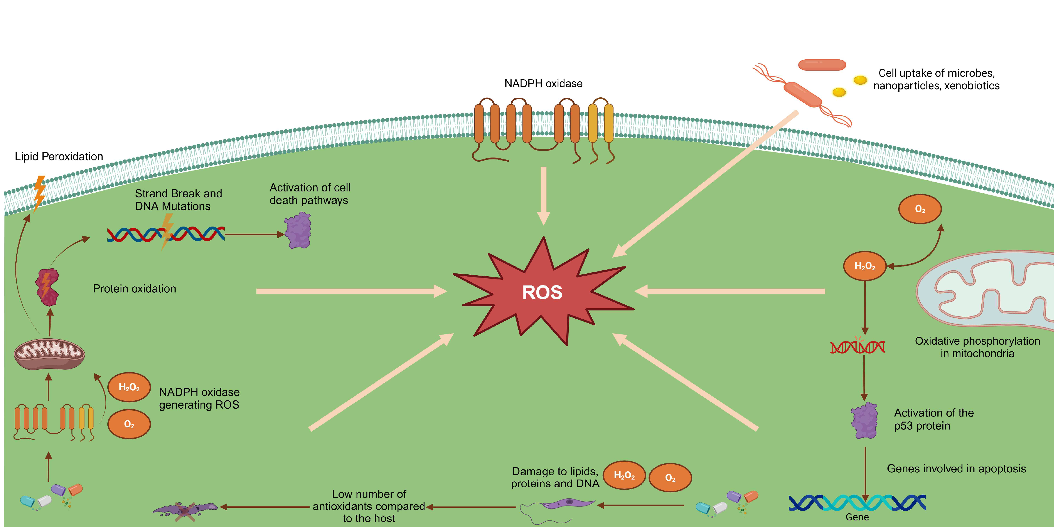 Toxics 13 00190 g001