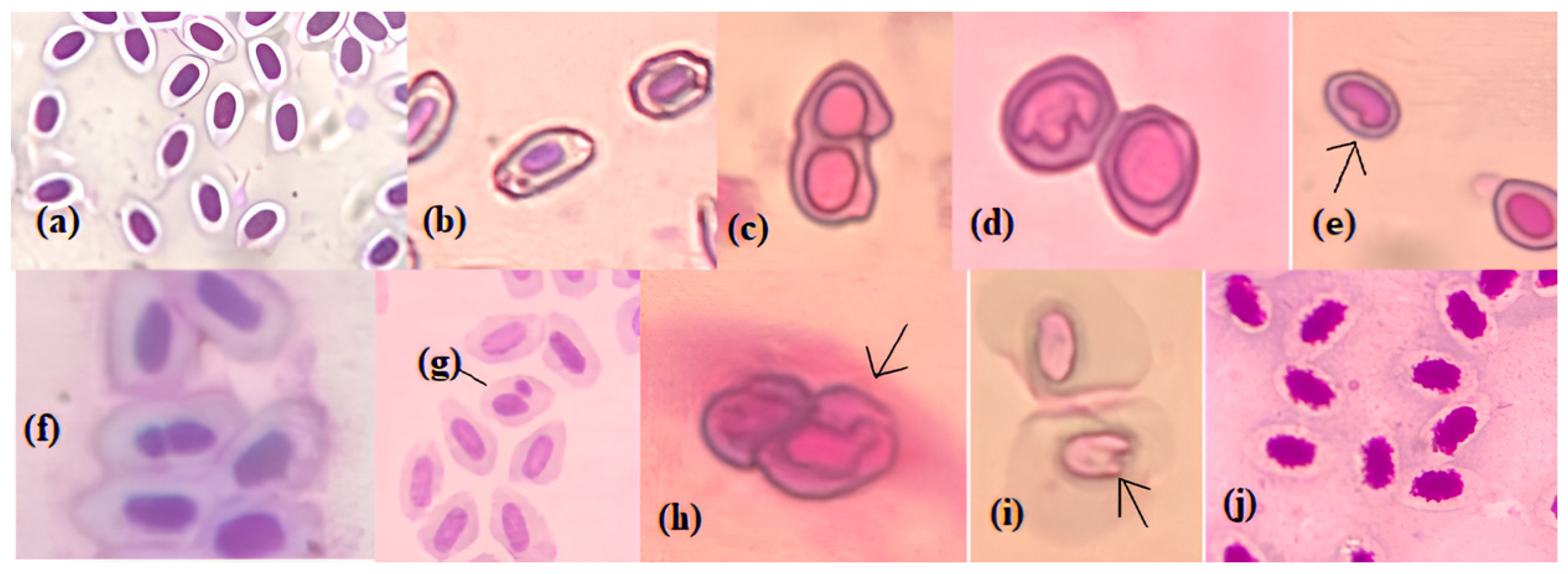 Toxics 13 00199 g005 Toxics 13 00199 g005