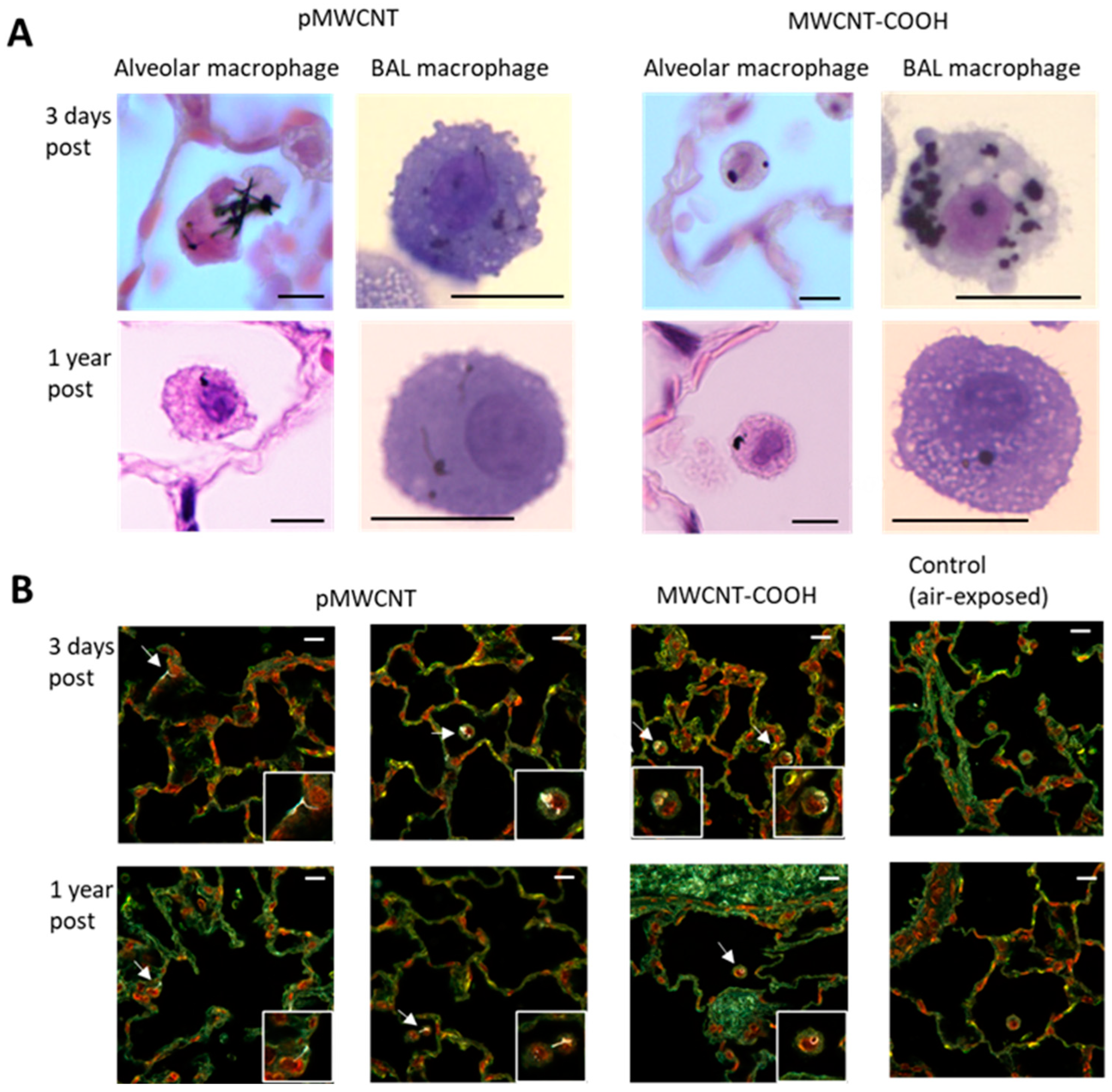 Toxics 13 00401 g005