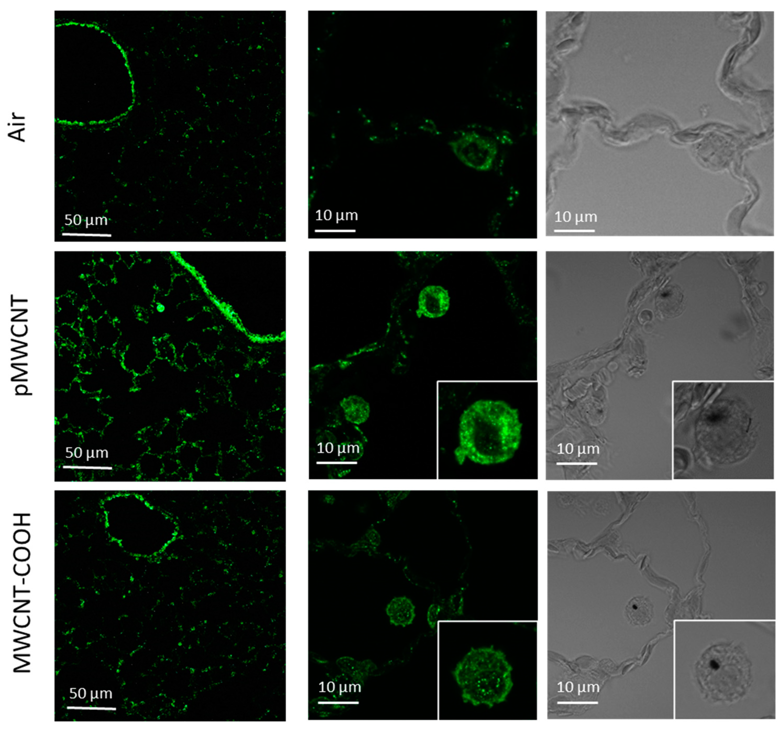 Toxics 13 00401 g008