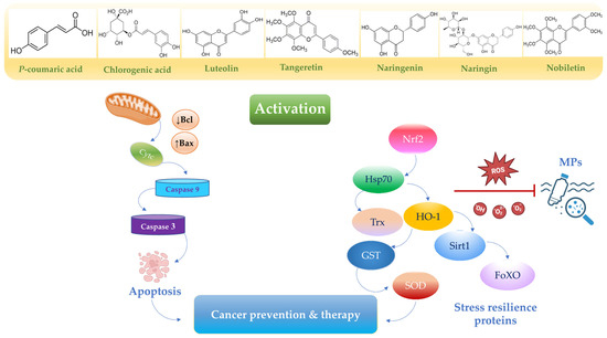 Toxics 13 00438 g004