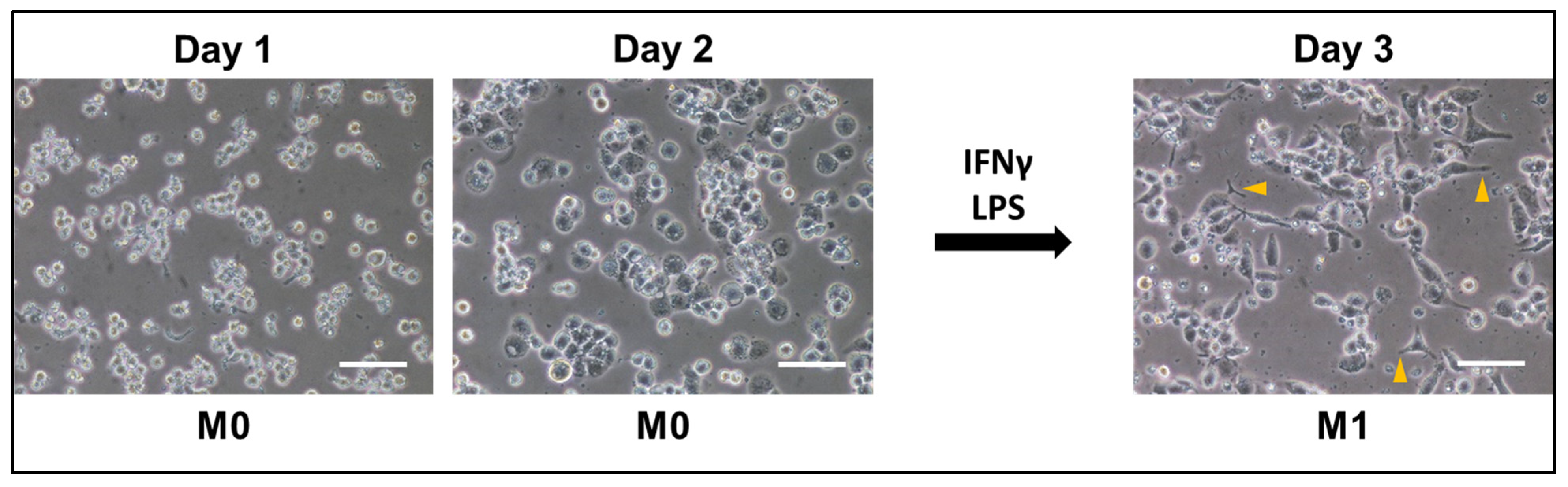 Toxics 13 00451 g002