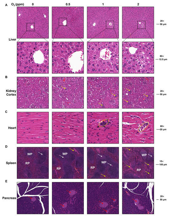 Toxics 13 00468 g004