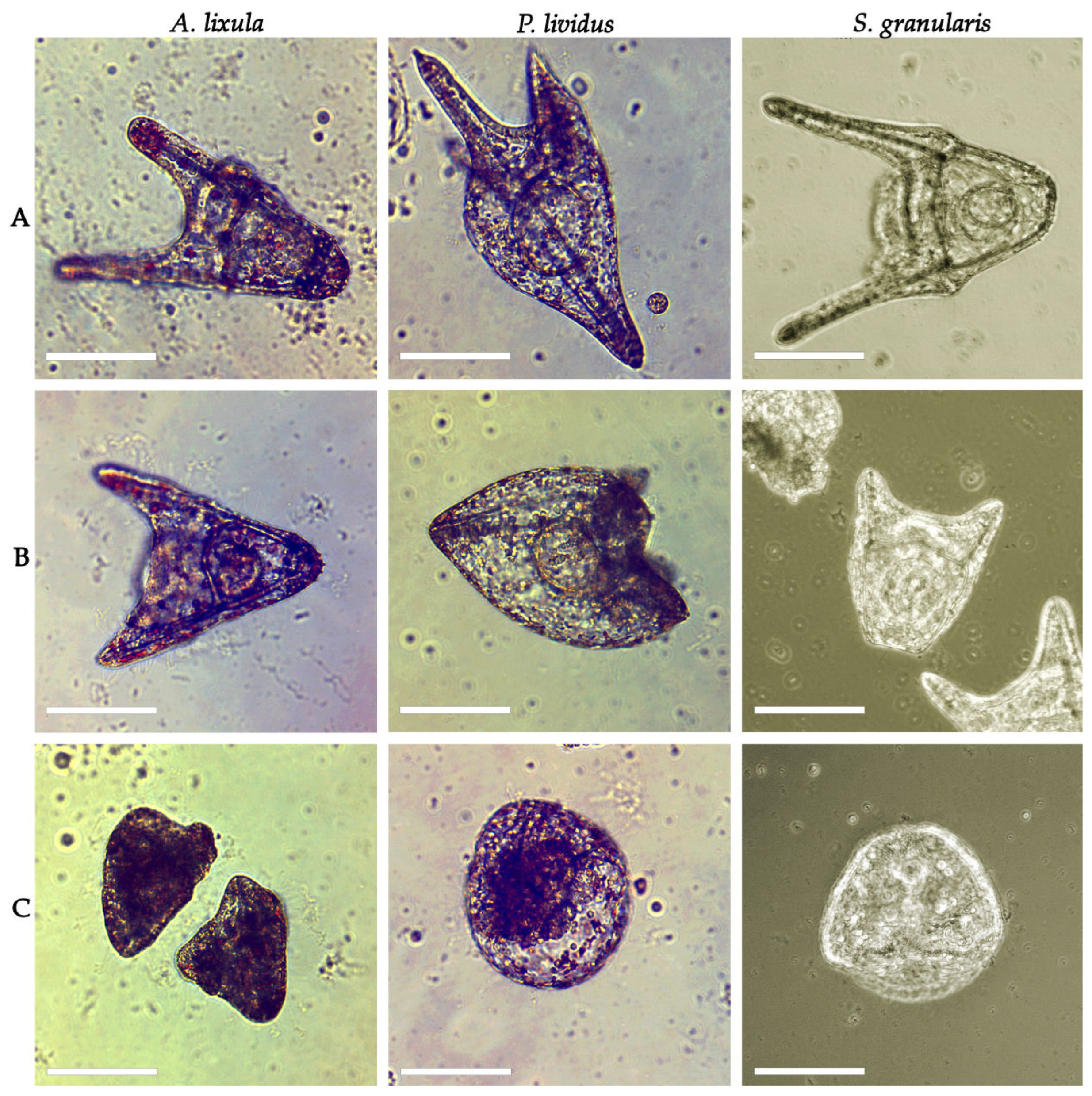 Toxics 13 00469 g003