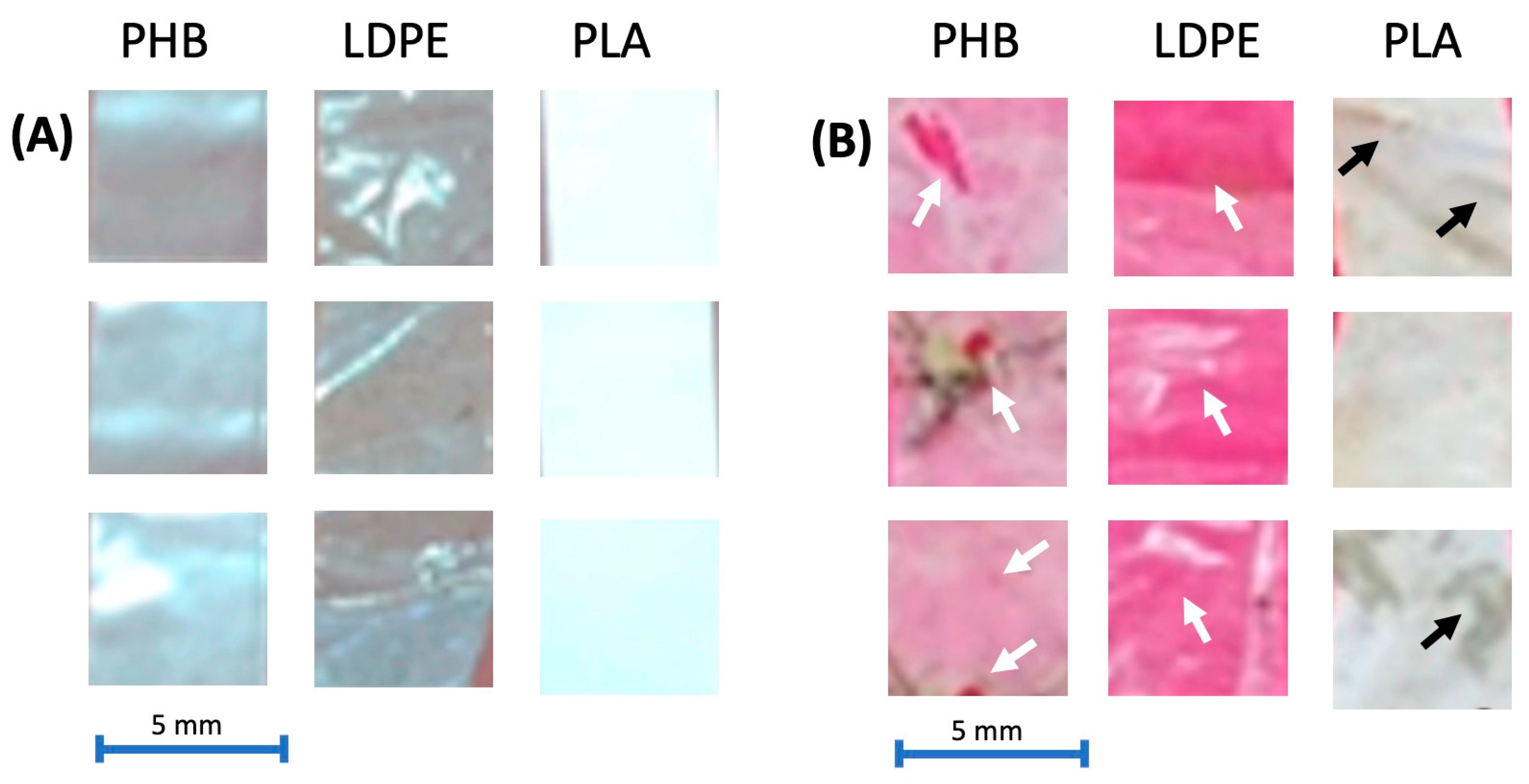 Toxics 13 00486 g005