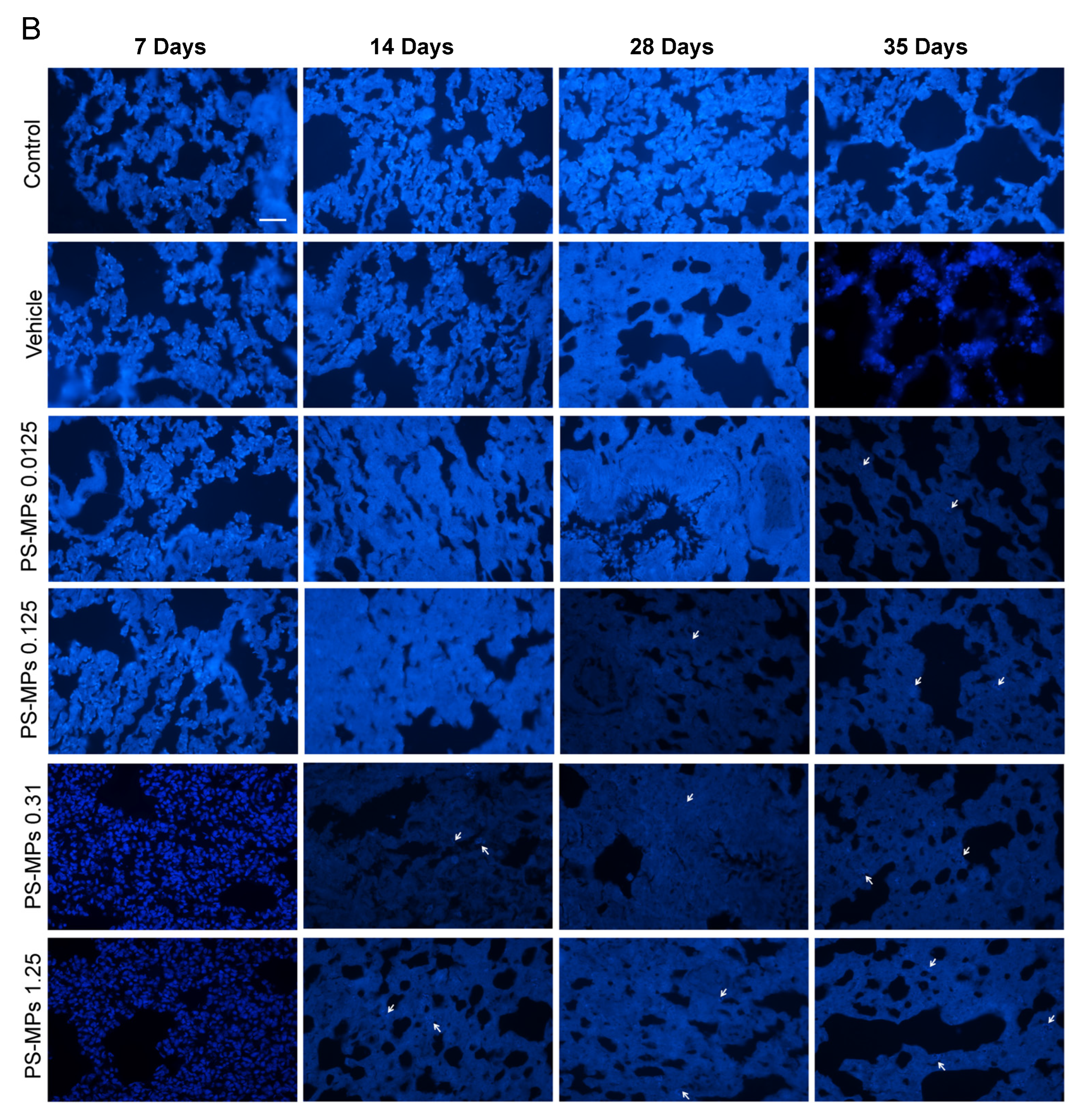 Toxics 13 00487 g002b