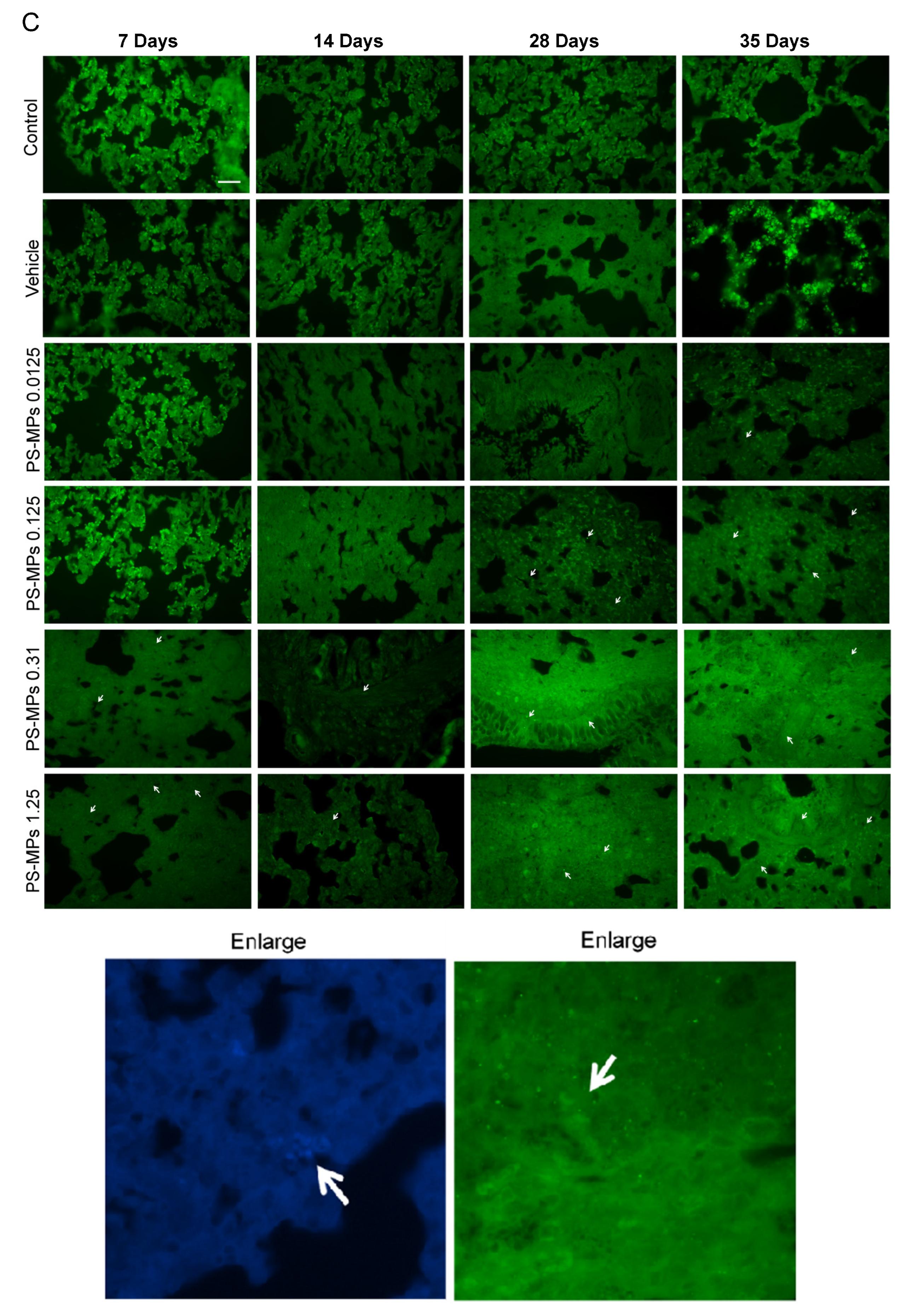 Toxics 13 00487 g002c