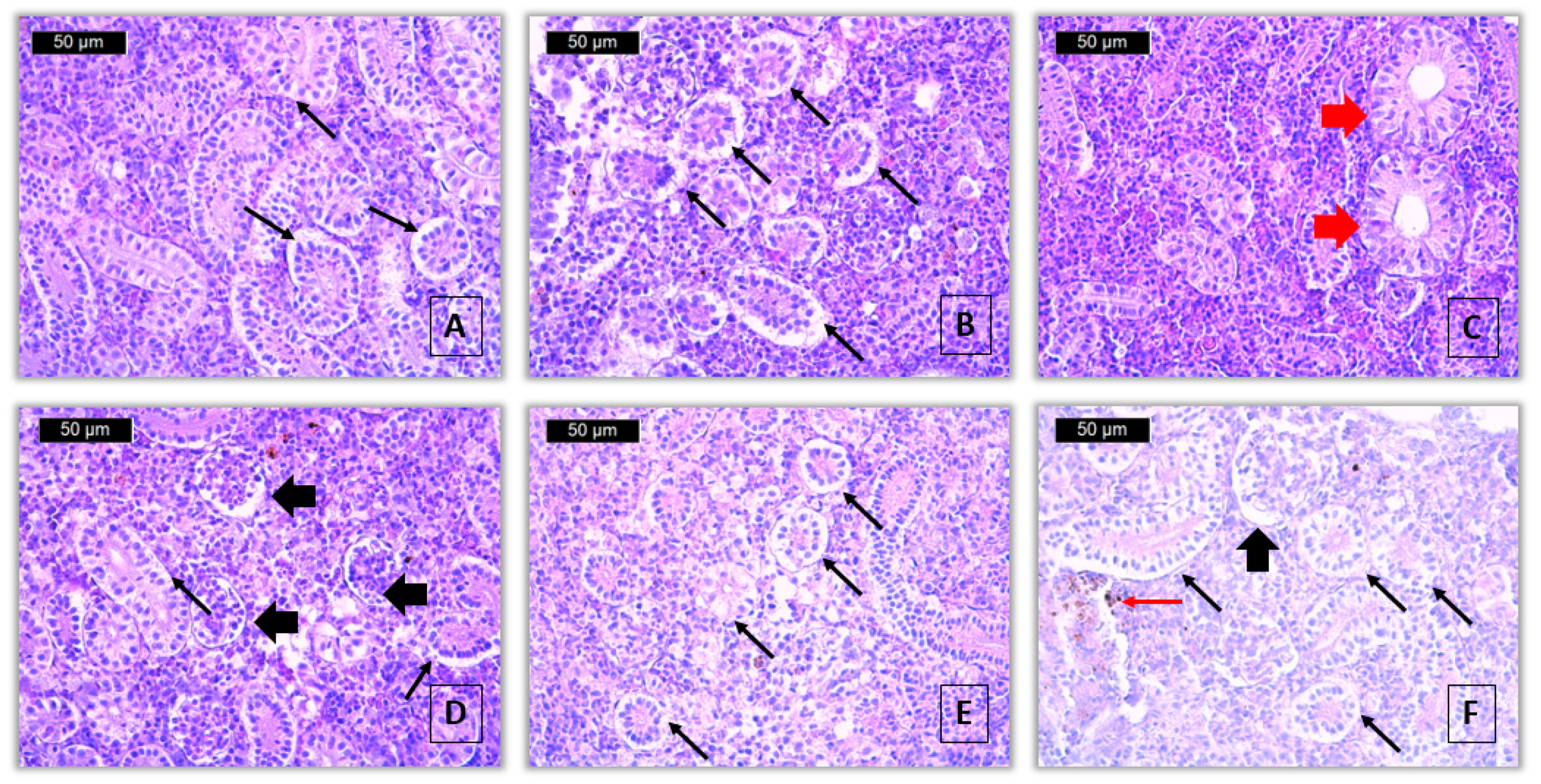 Toxics 13 00518 g003