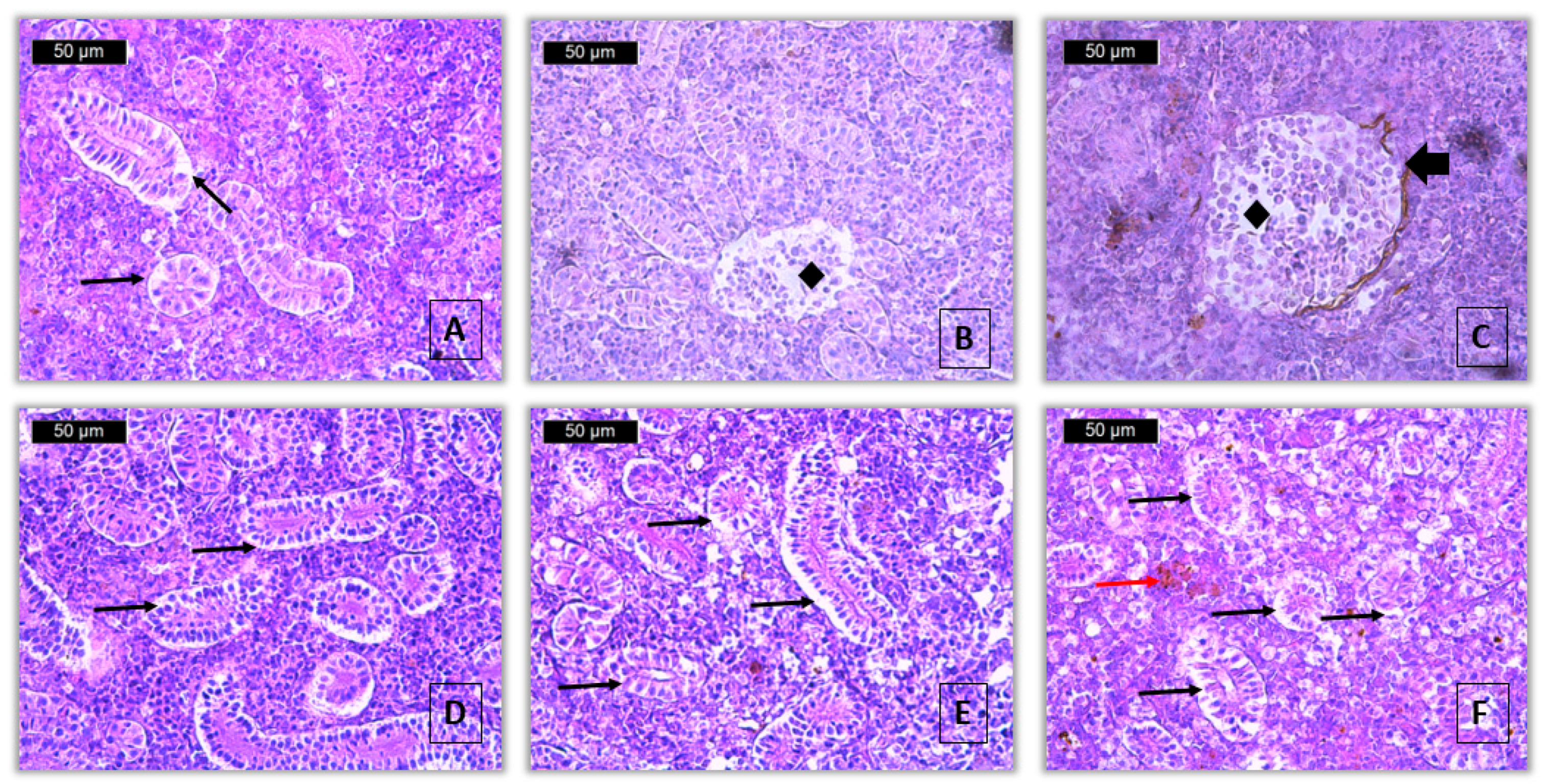 Toxics 13 00518 g004