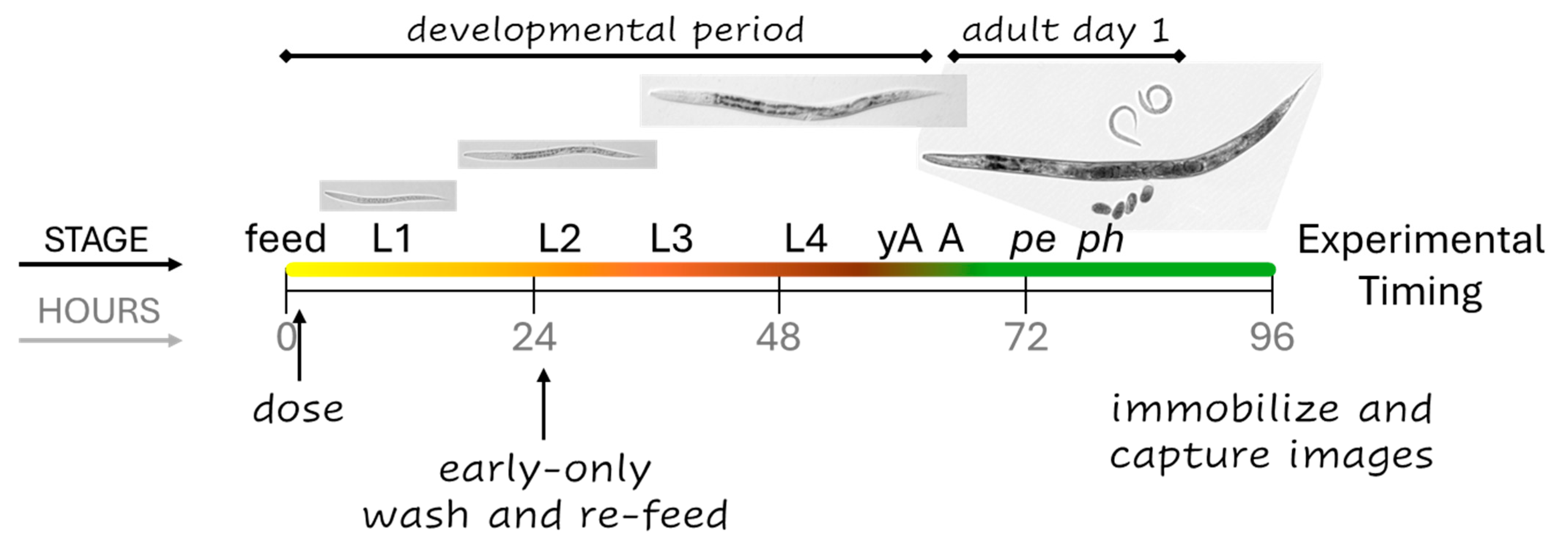 Toxics 13 00589 g001
