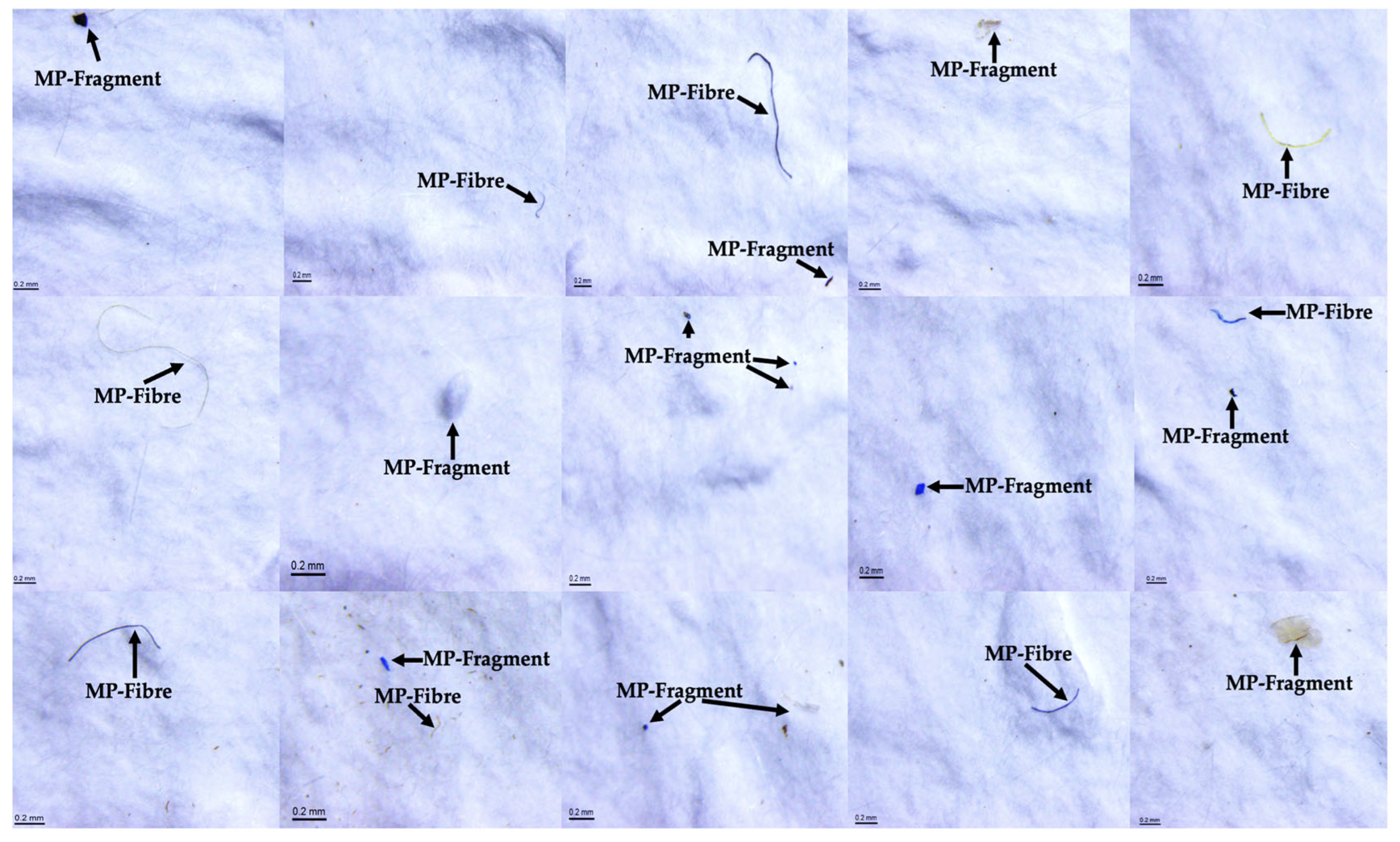 Toxics 13 00597 g002