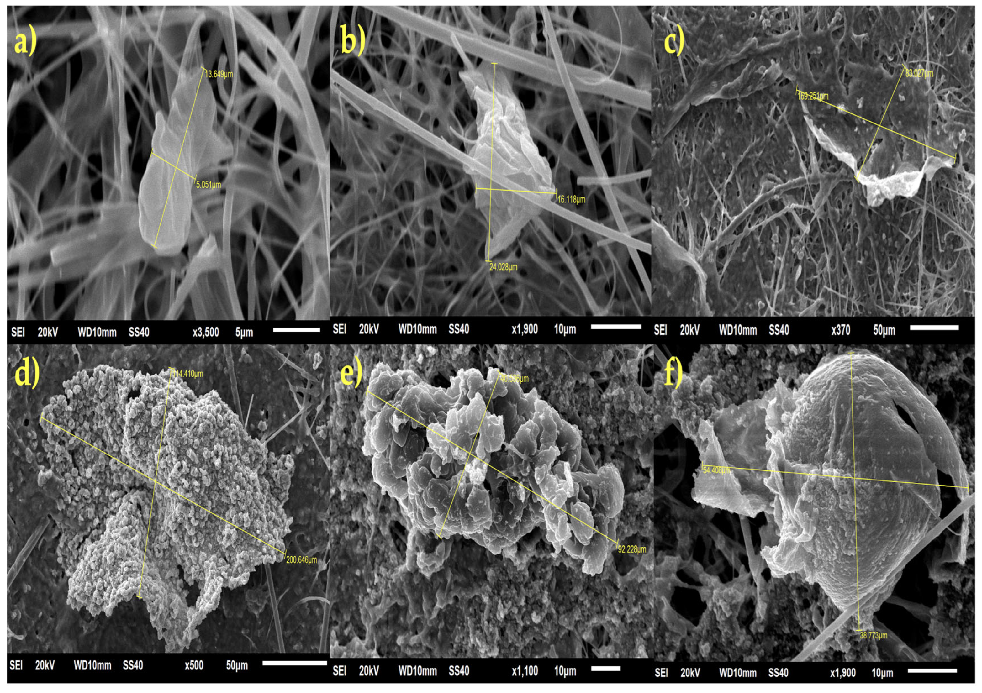 Toxics 13 00597 g006